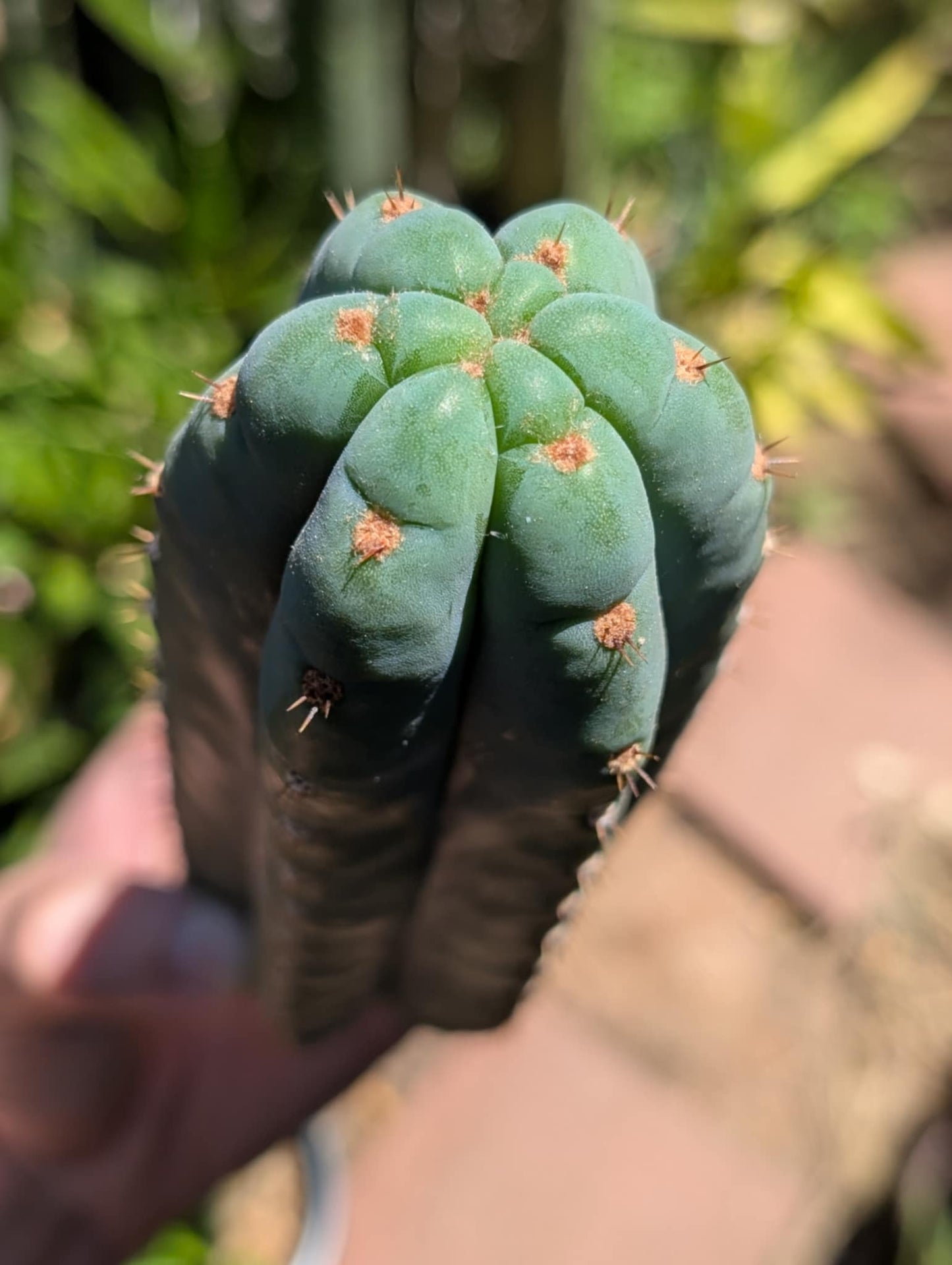 Pachanoi Rod