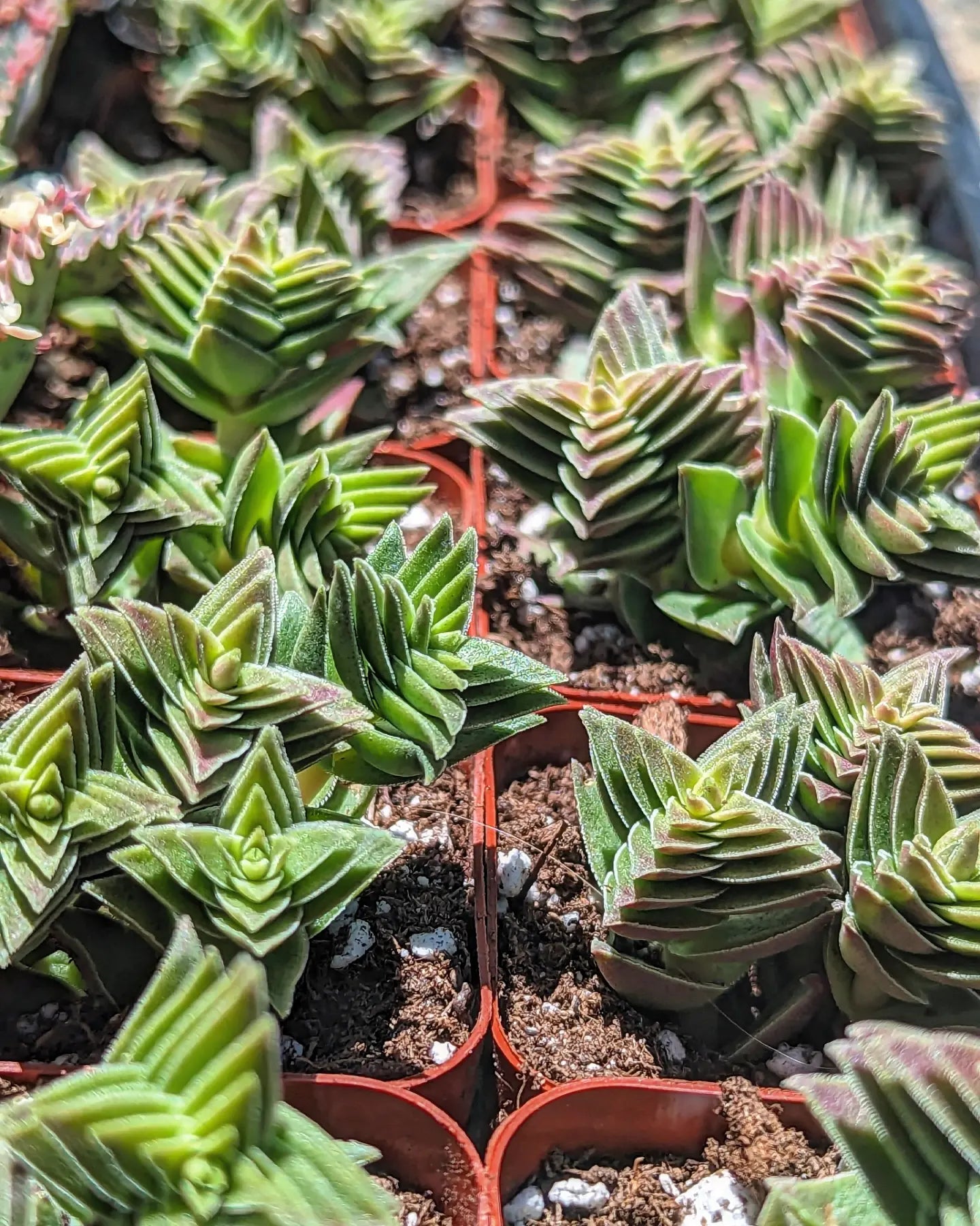 green pagoda succulent Crassula Capitella var. Pagoda Village – Third Eye Forest