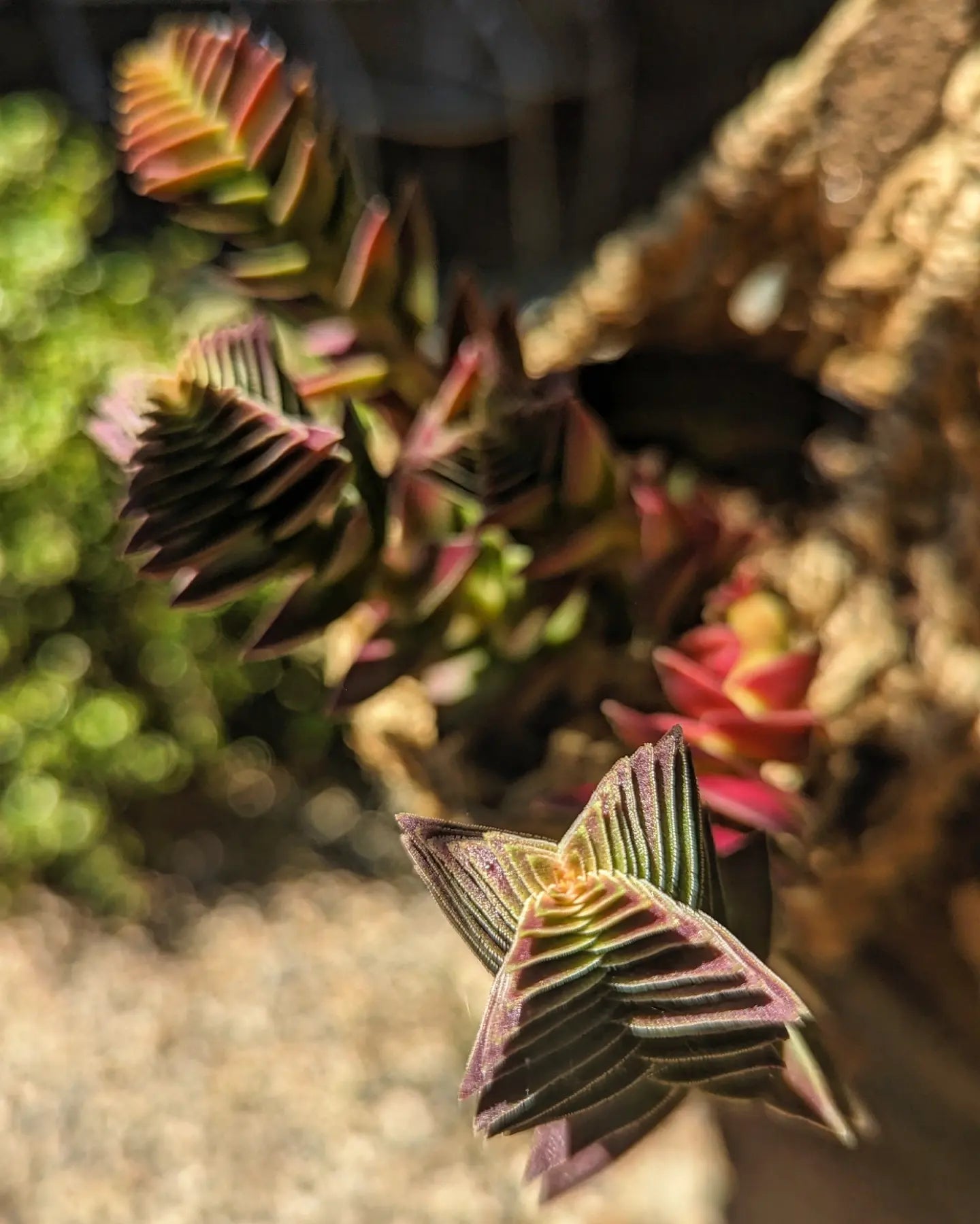 Crassula Capitella var. Pagoda Village