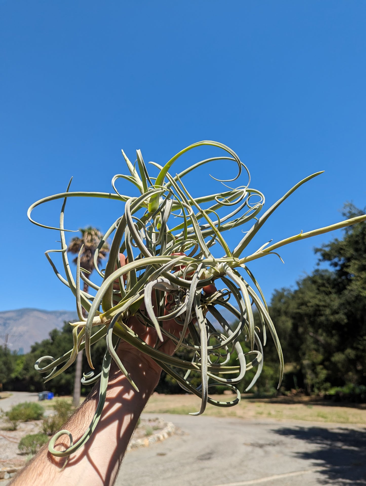 Tillandsia Duratii