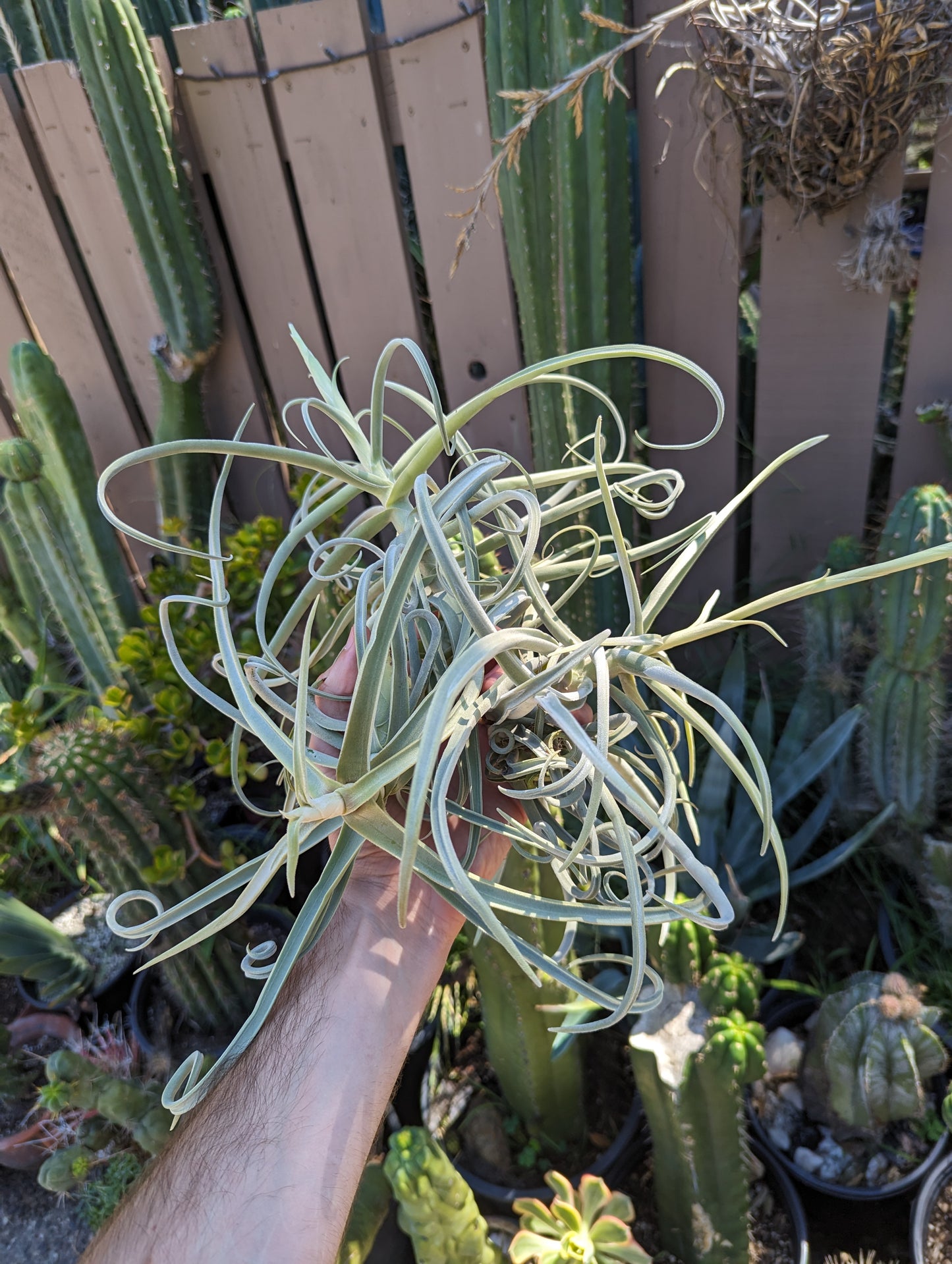 Tillandsia Duratii