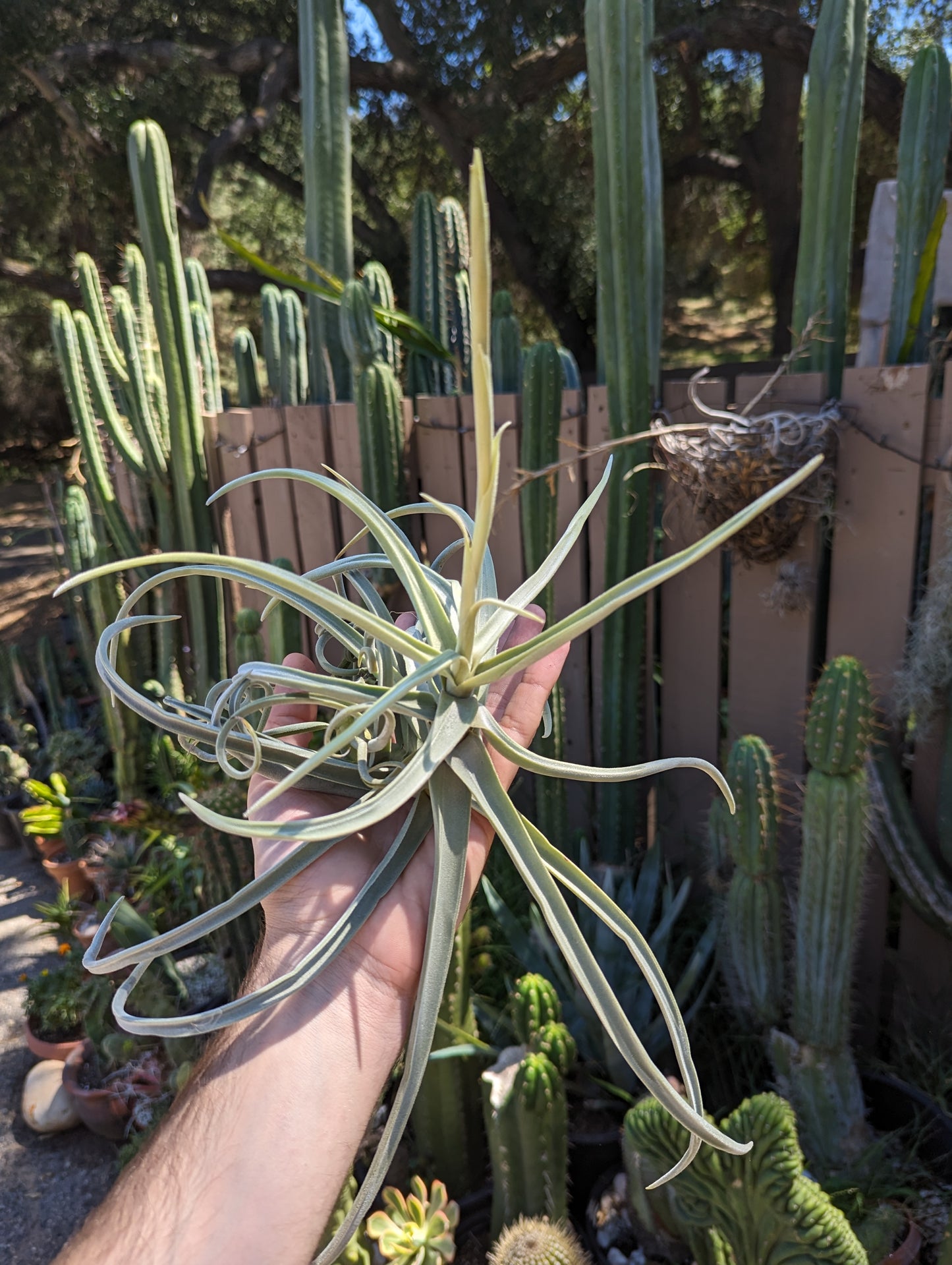 Tillandsia Duratii