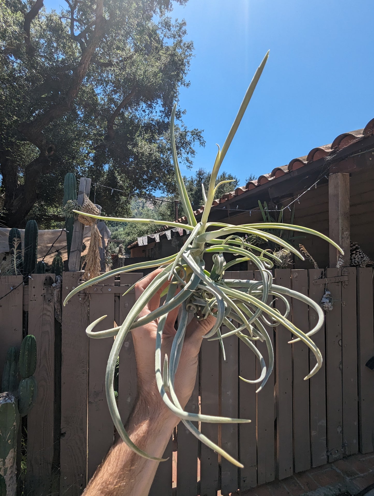 Tillandsia Duratii