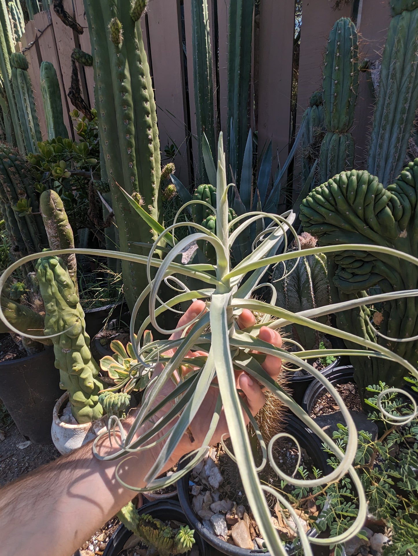 Tillandsia Duratii