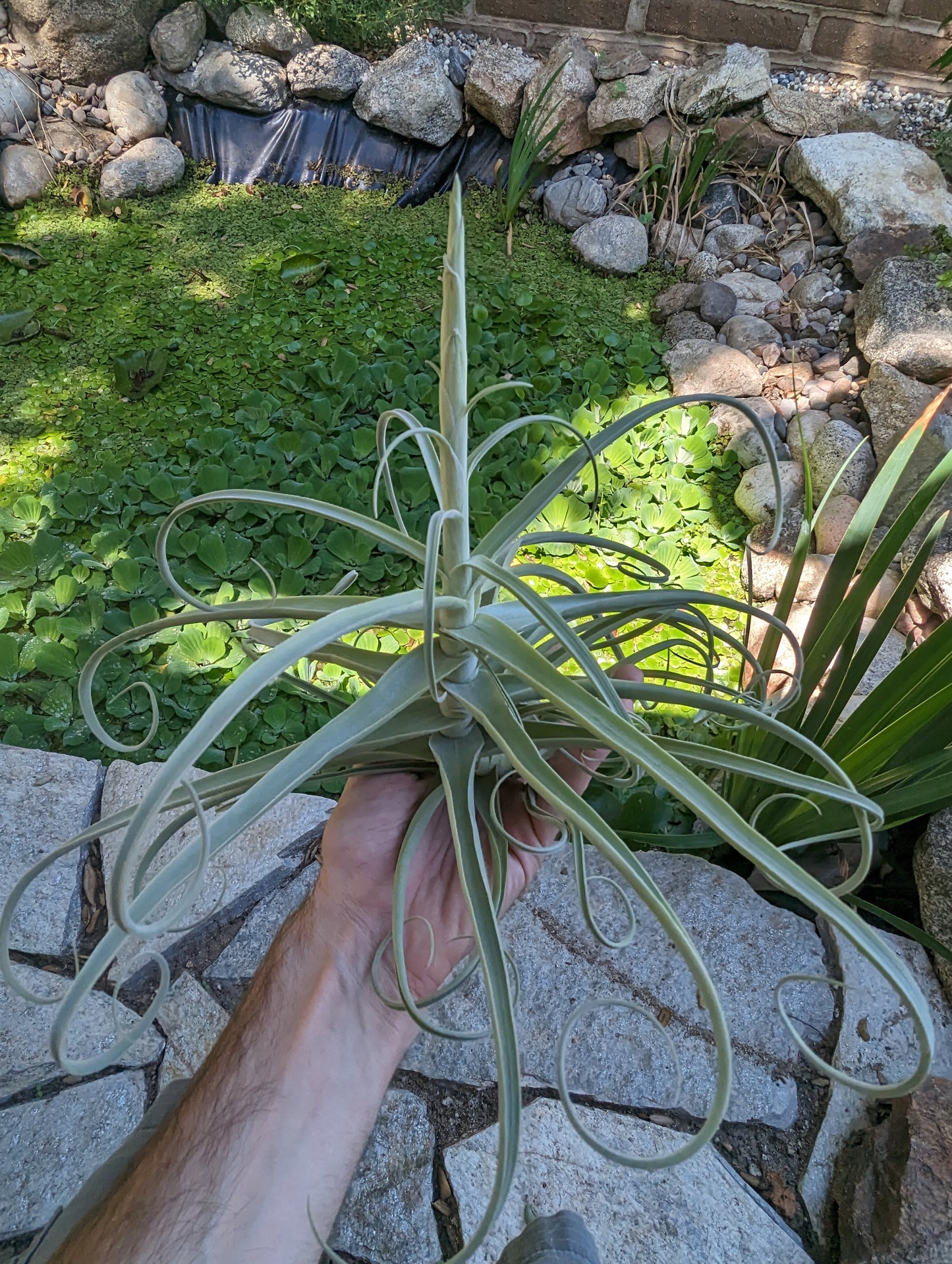 Tillandsia Duratii