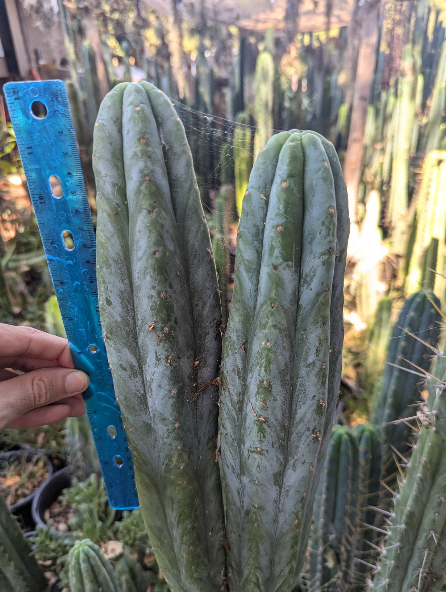 Maipu New Zealand Pachanoi