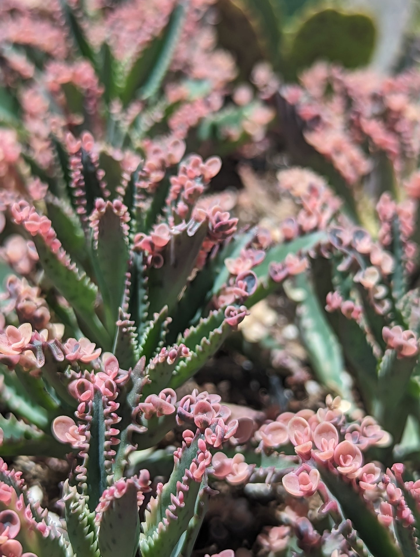 Kalanchoe "Pink Butterfly" Mother of Thousands