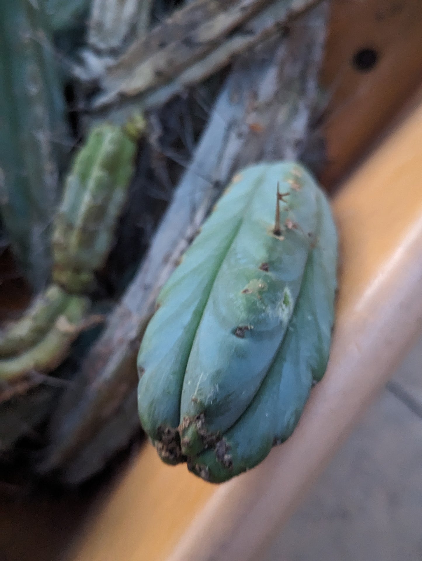 Trichocereus Bridgesii "Vienna"