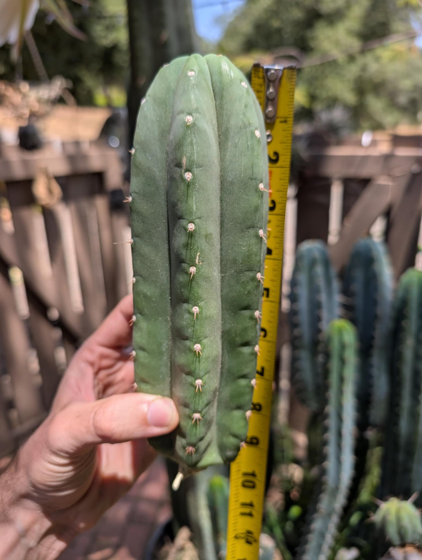 Pachanoi Rod
