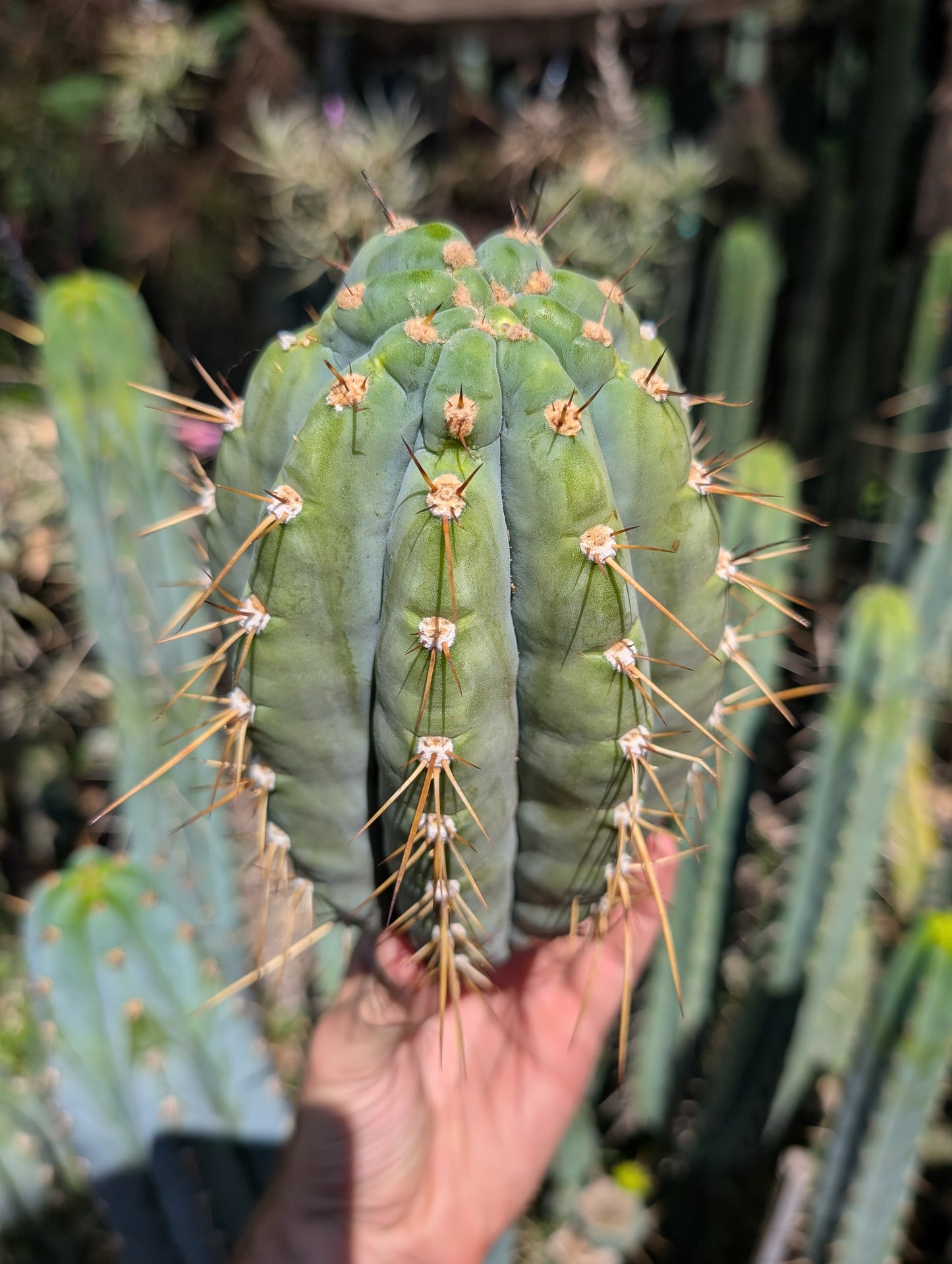 Chuck's Giant Macrogonus Clone G