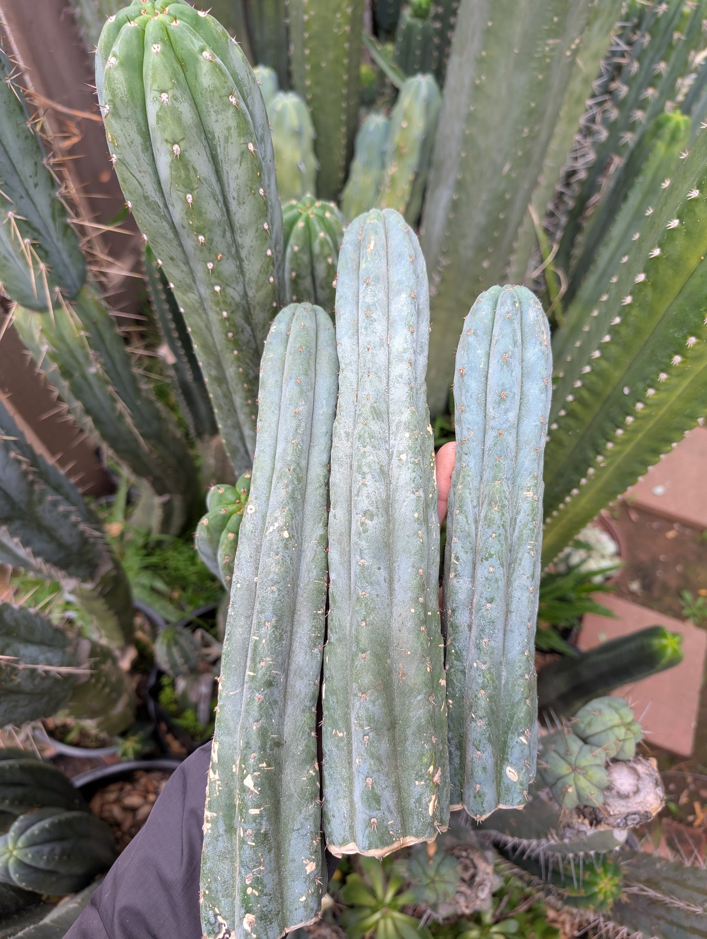 Super Silver Pachanoi