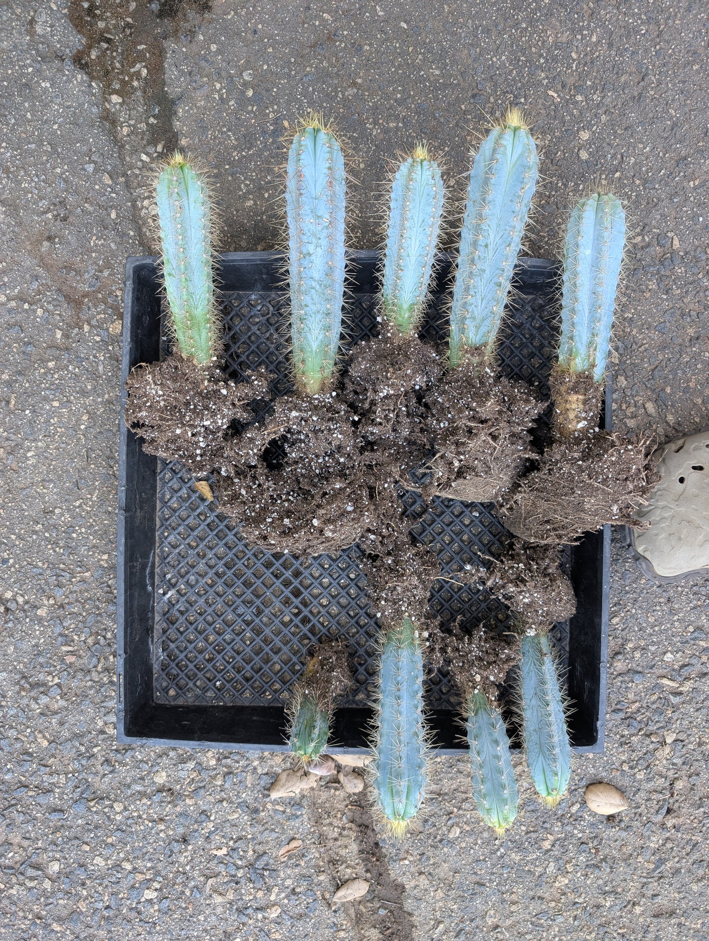 Blue Torch - Pilosocereus Pachycladus