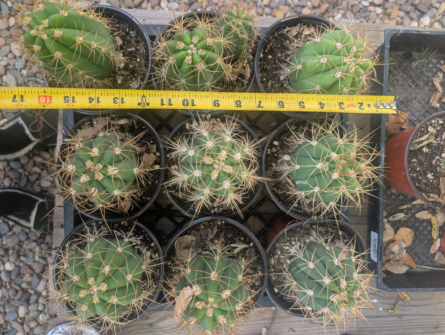 Trichocereus Terscheckii