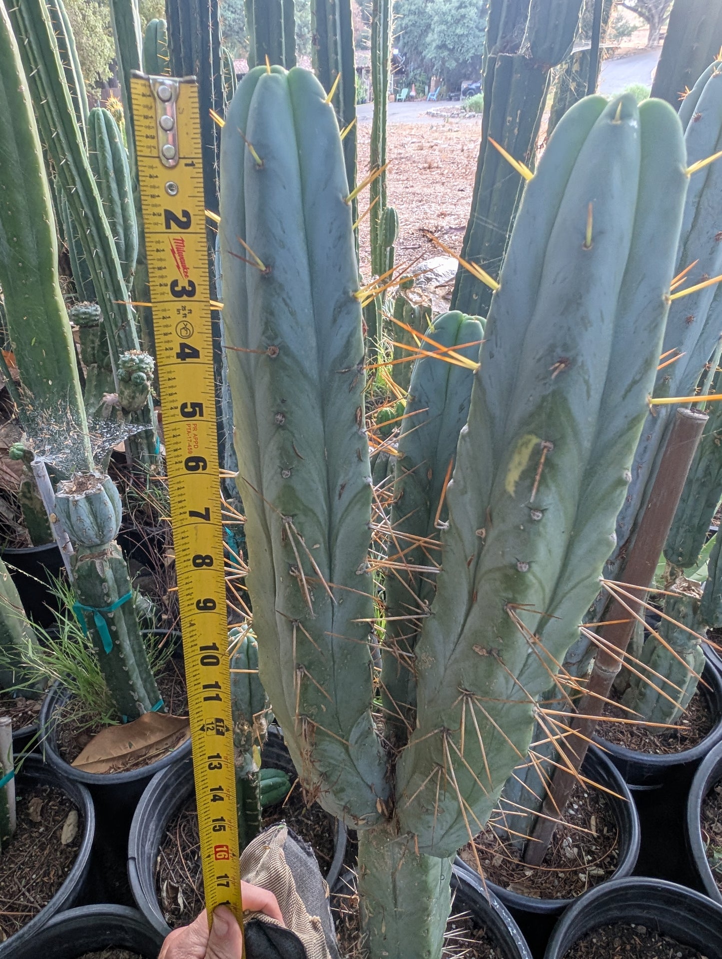 Kaktus Kate Bridgesii