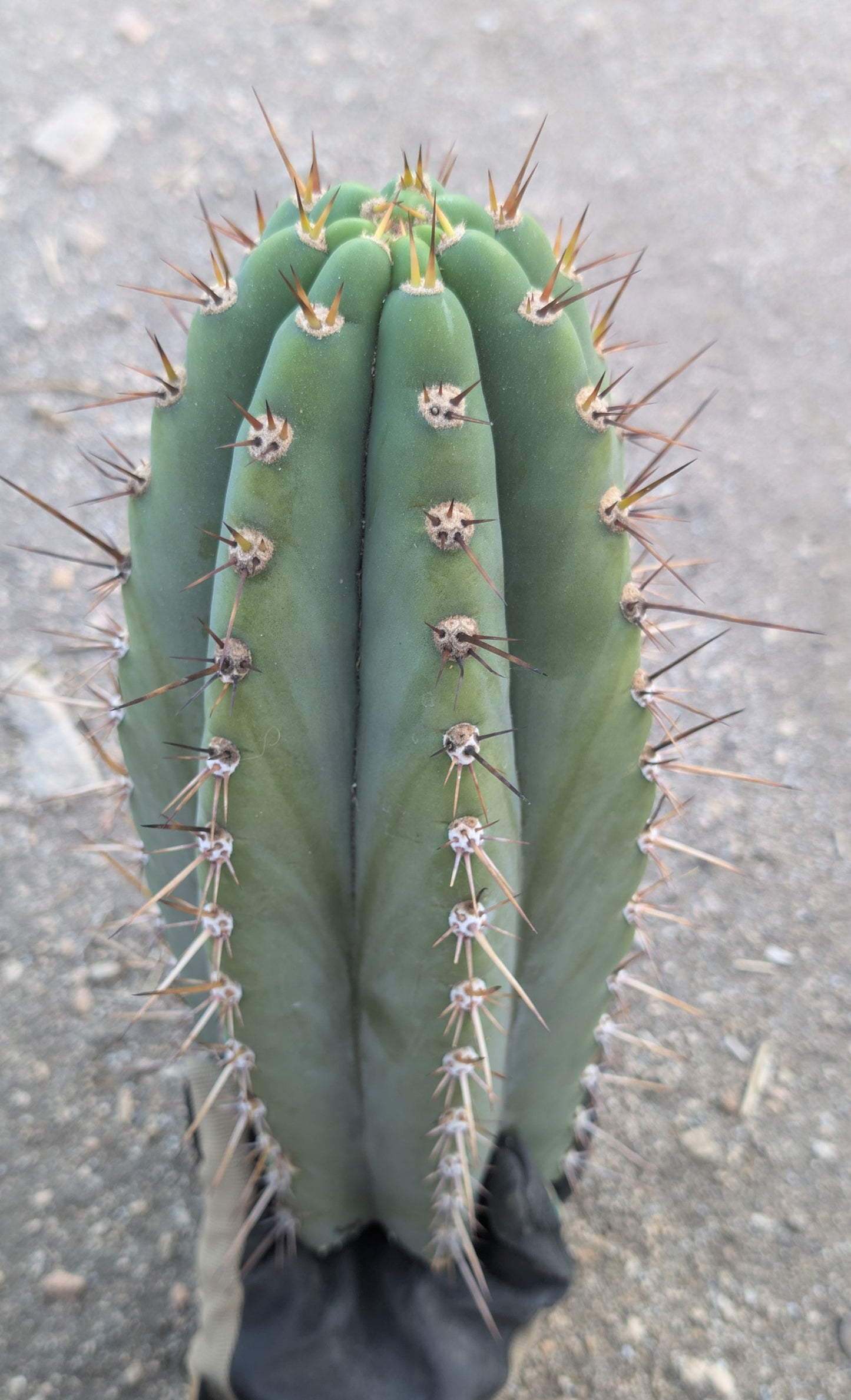 Verne's Wild Andes