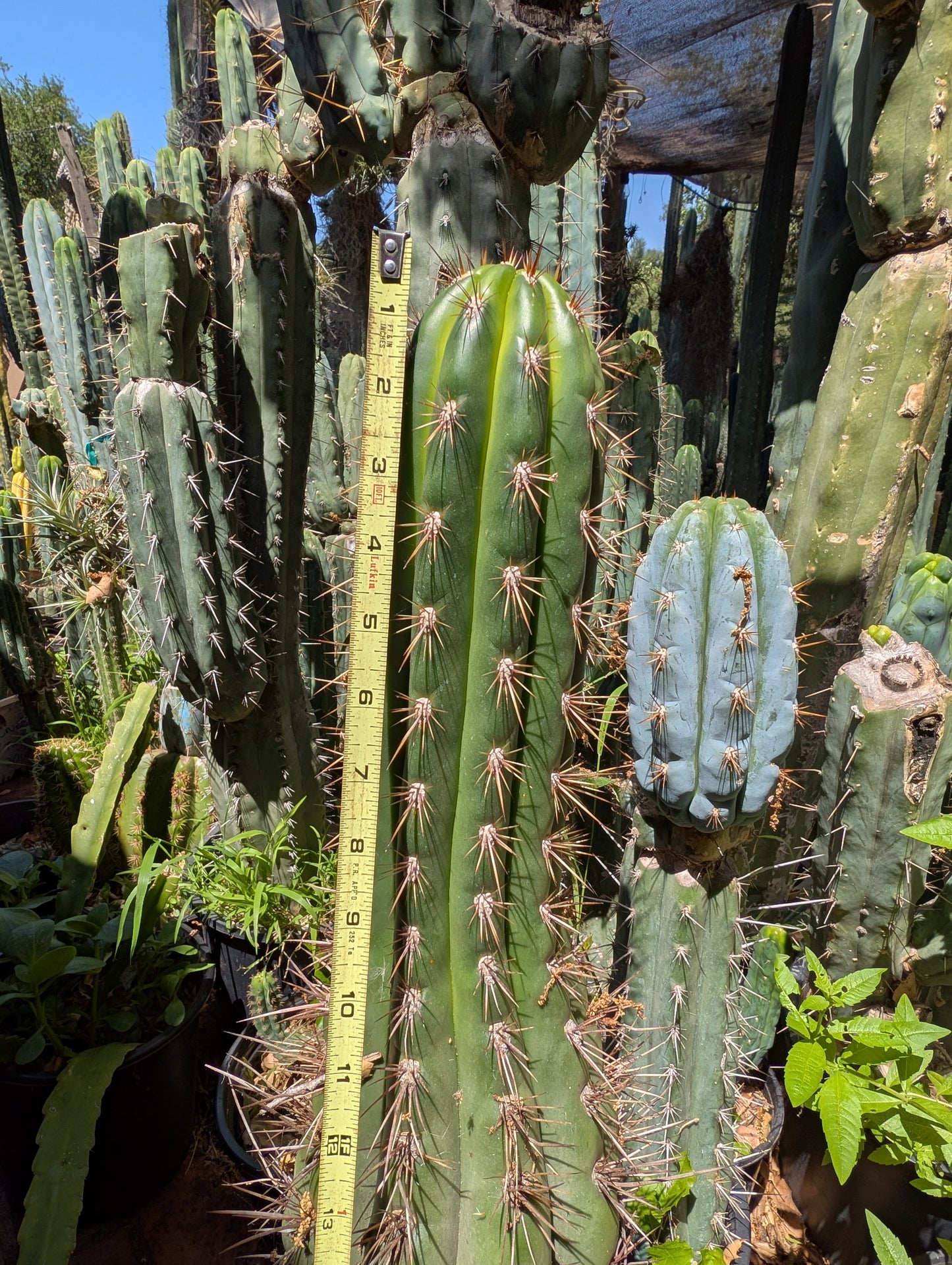 Serra Gardens Taqaquirensis