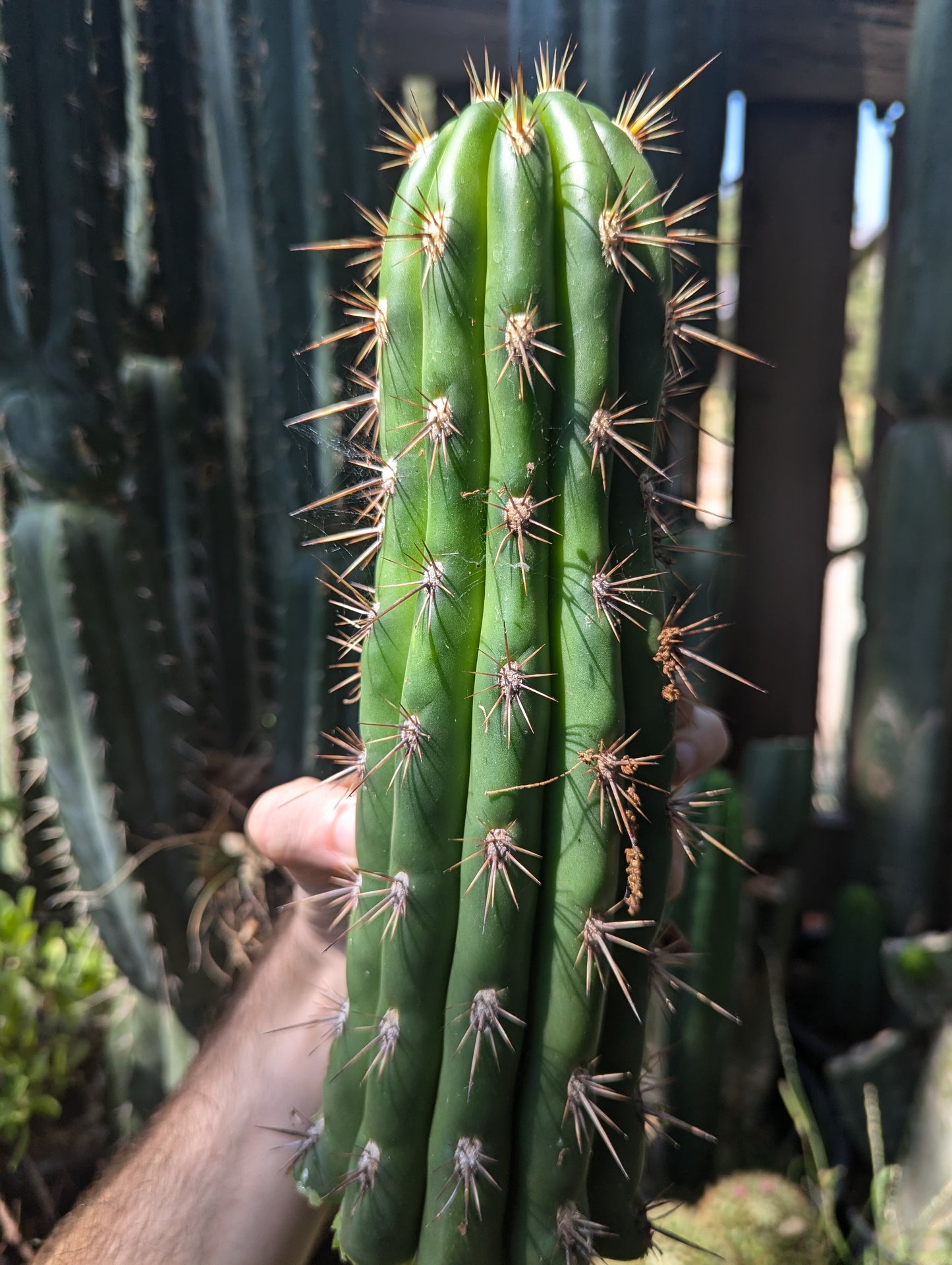 Serra Gardens Taqaquirensis