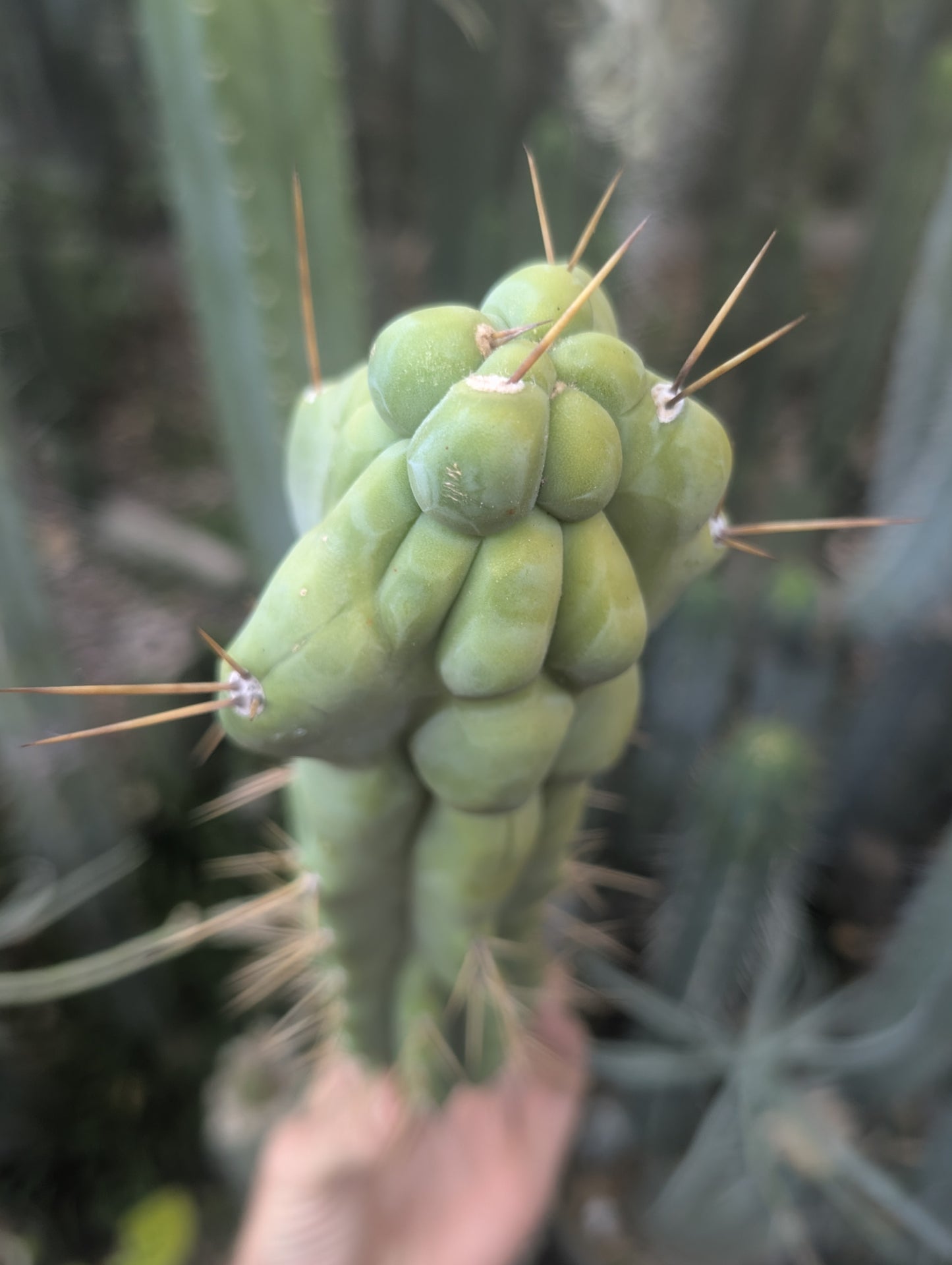 Bert aka Cucumber Melted Bridgesii π¦πΊ