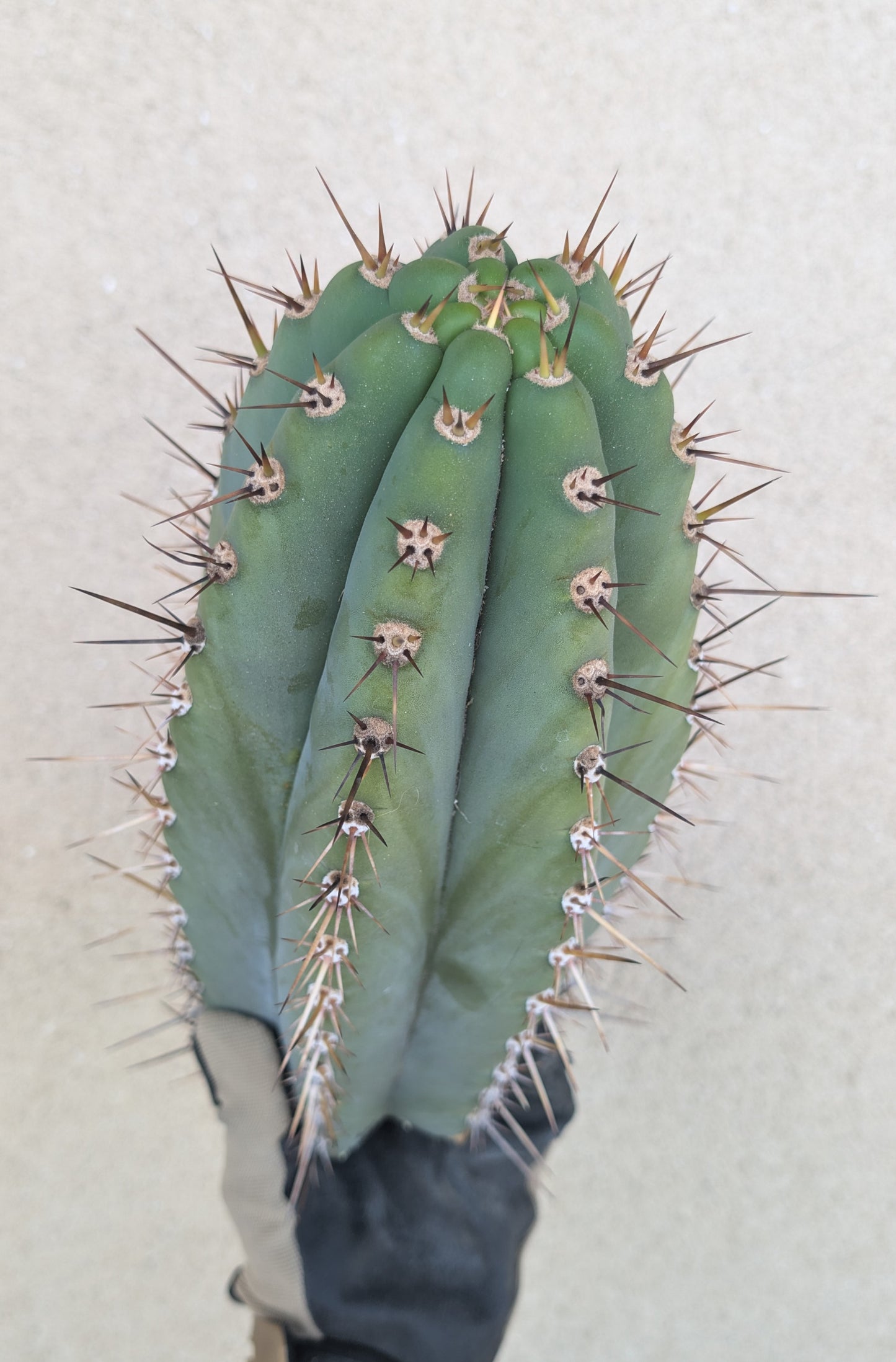 Verne's Wild Andes