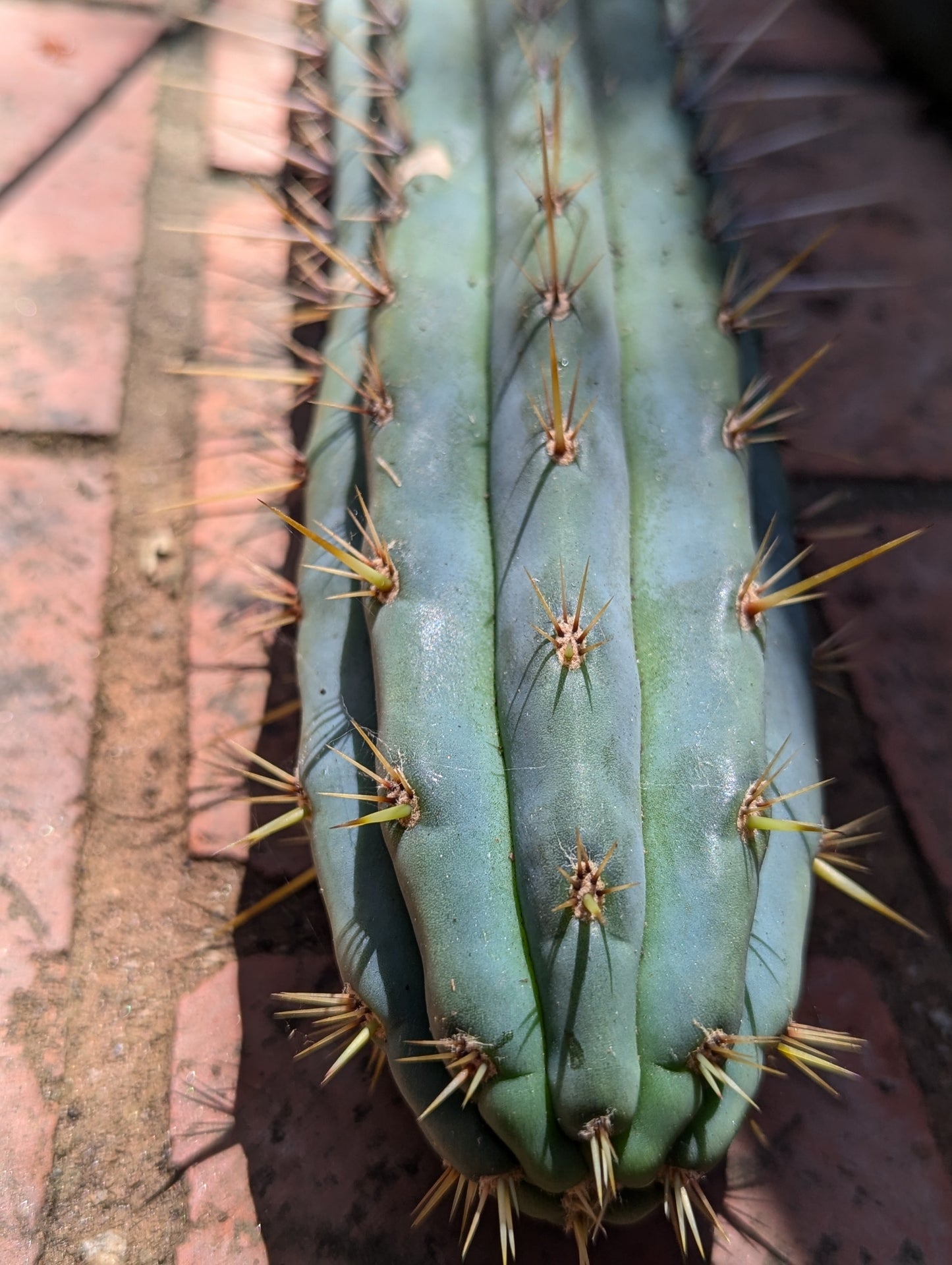 "Linda" Puquensis