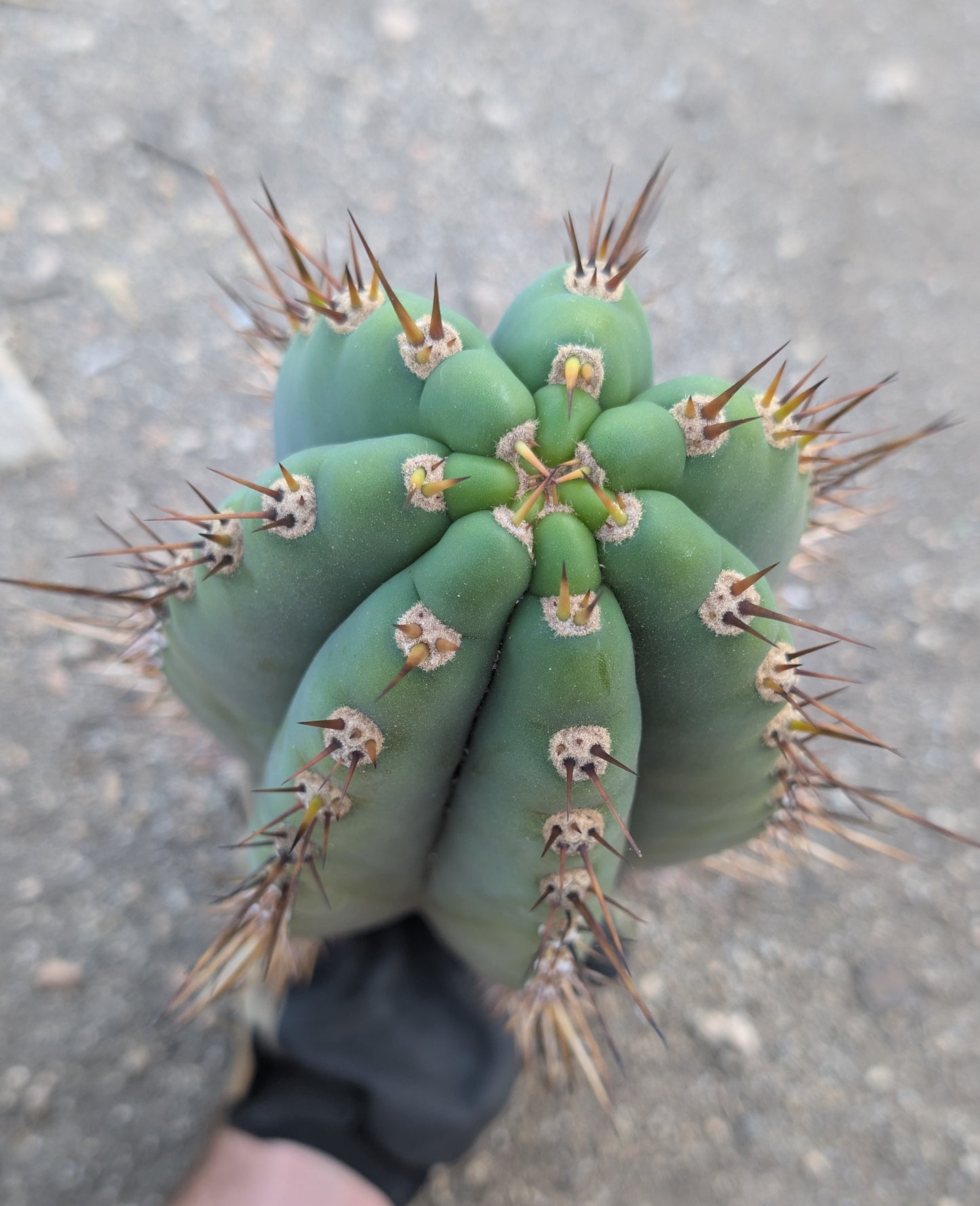 Verne's Wild Andes