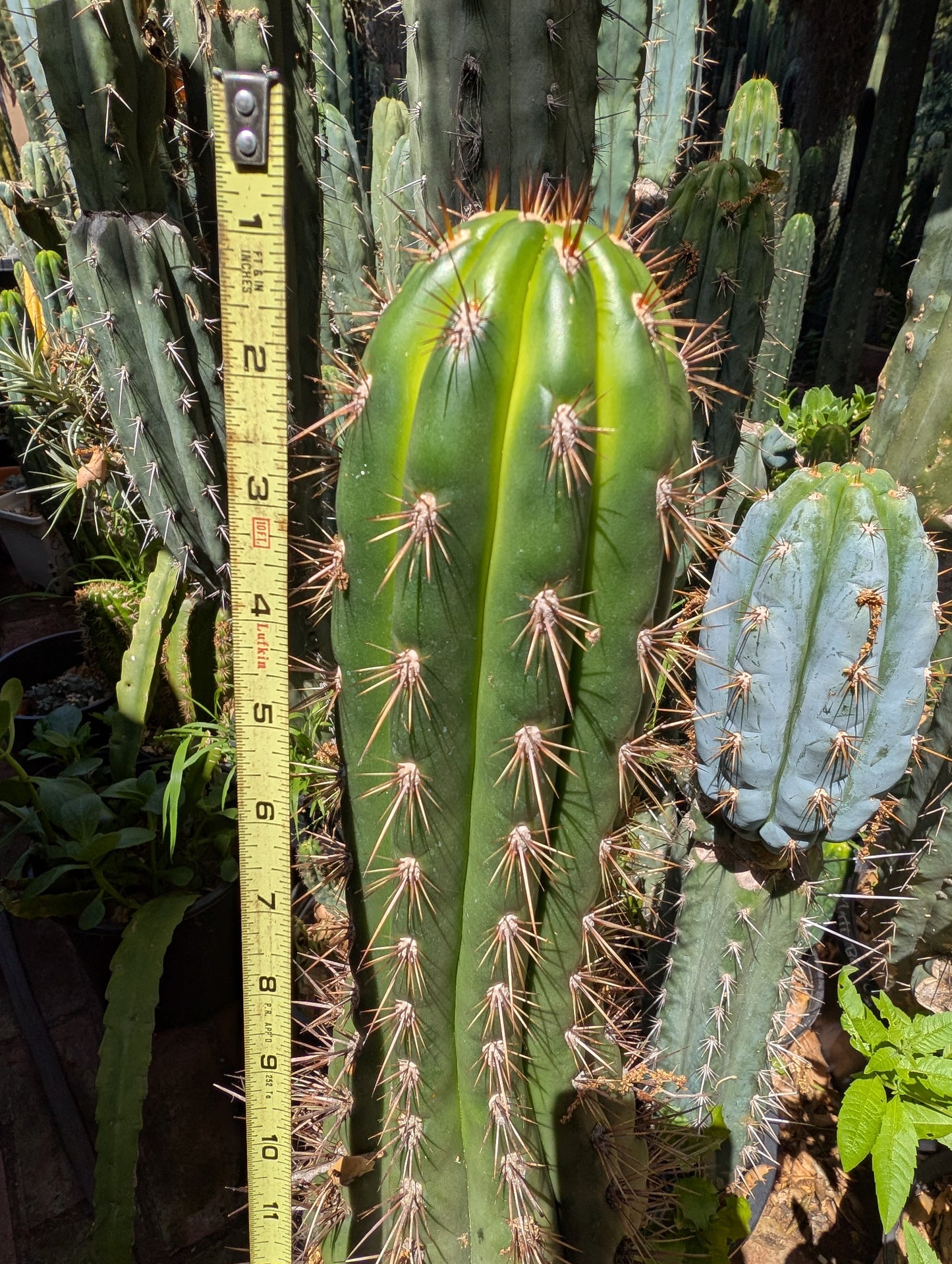 Serra Gardens Taqaquirensis
