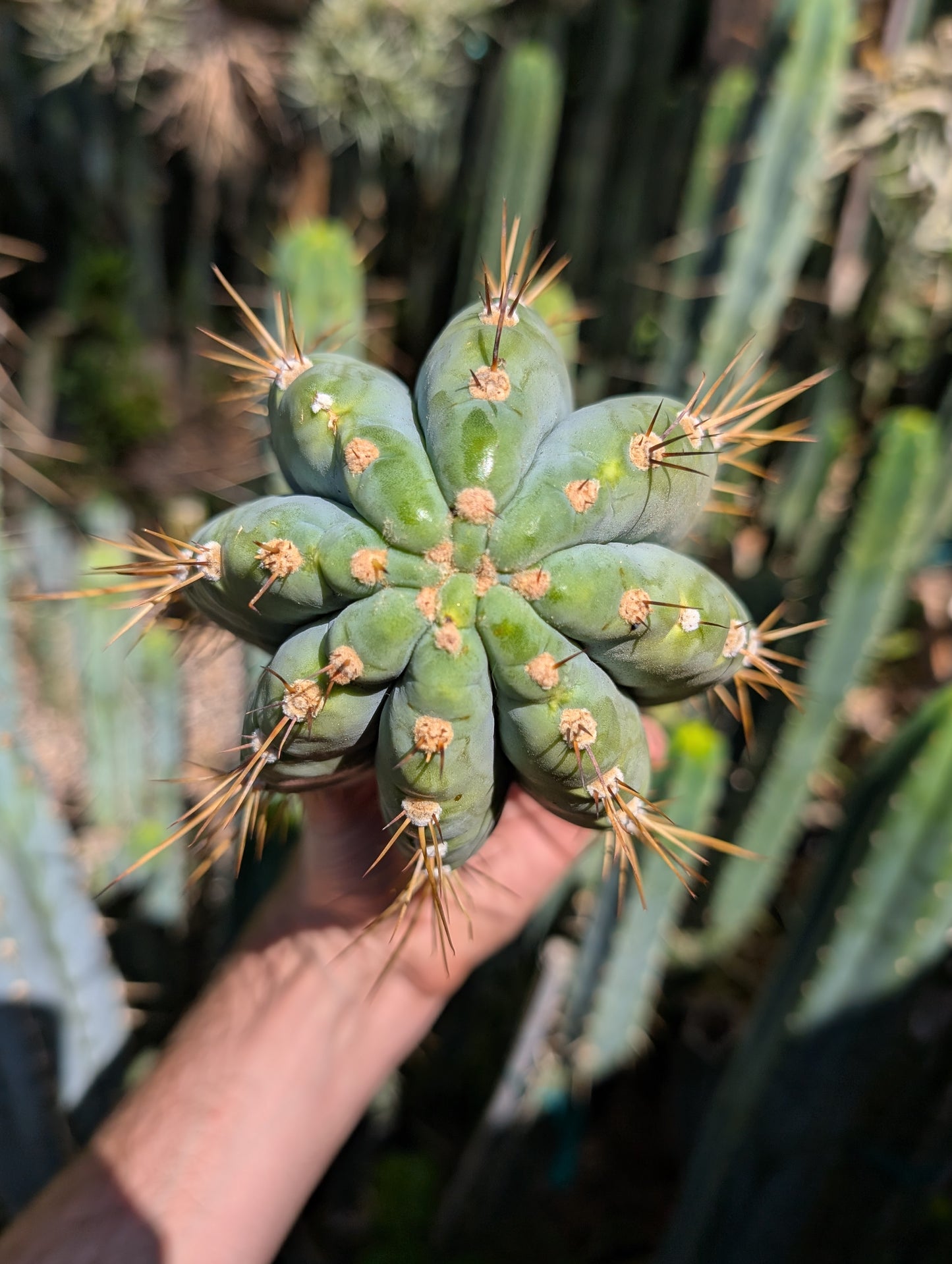 Chuck's Giant Macrogonus Clone G
