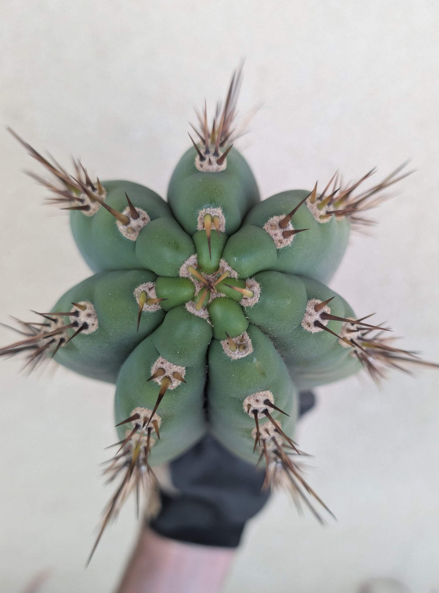 Verne's Wild Andes