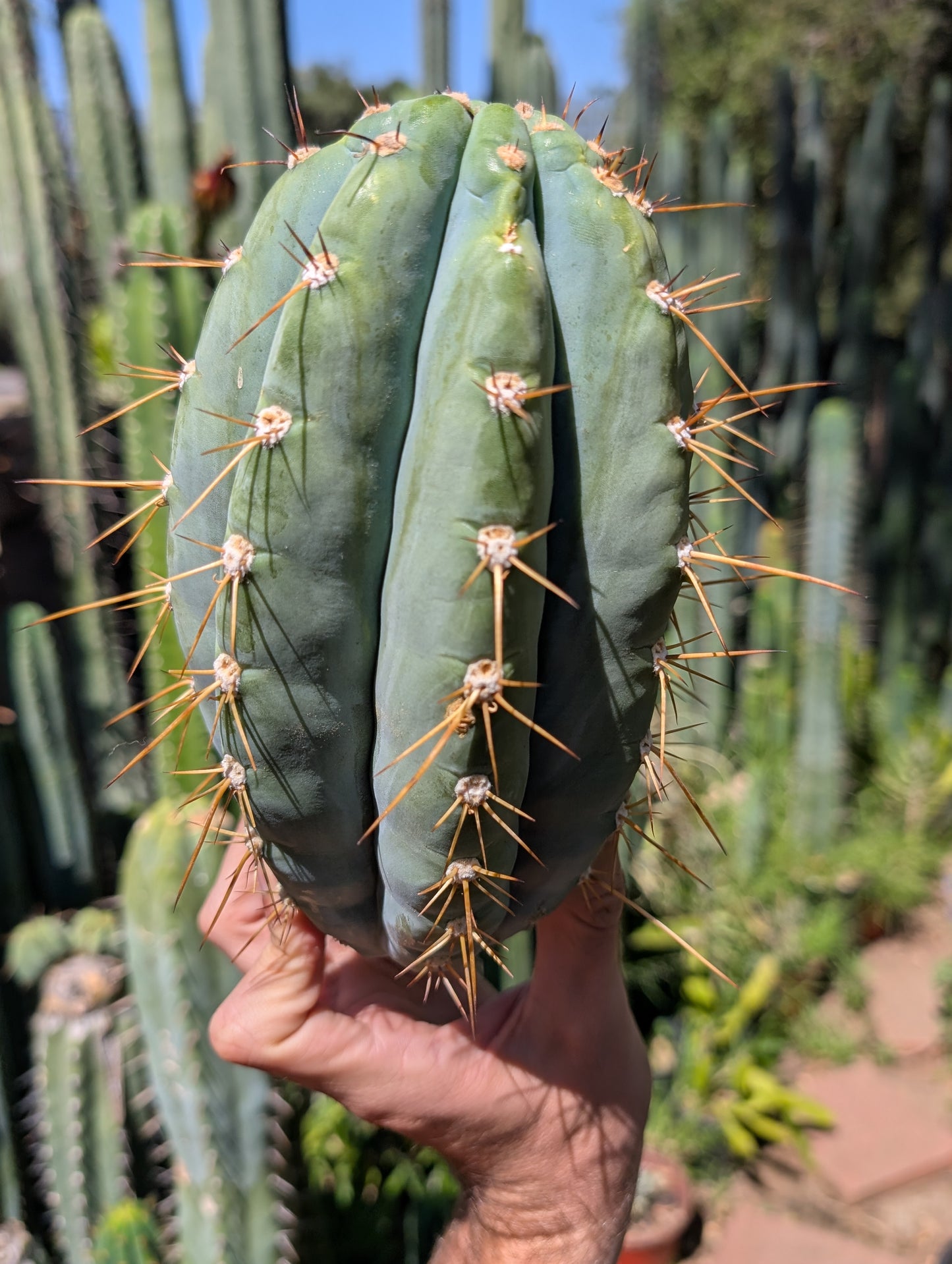 Chuck's Giant Macrogonus Clone G