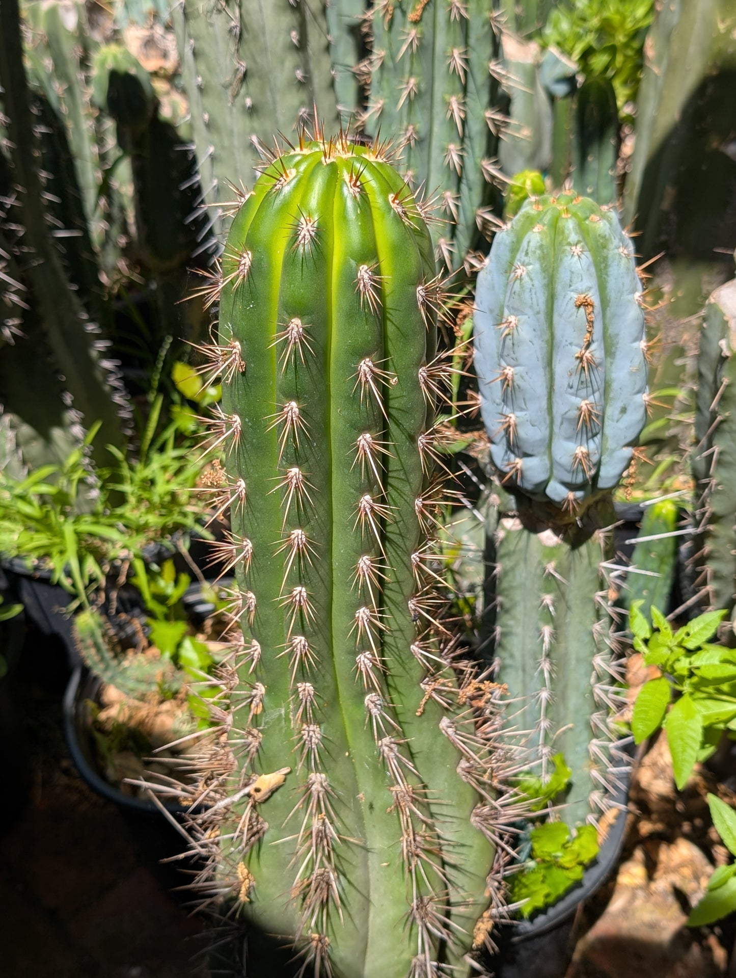 Serra Gardens Taqaquirensis