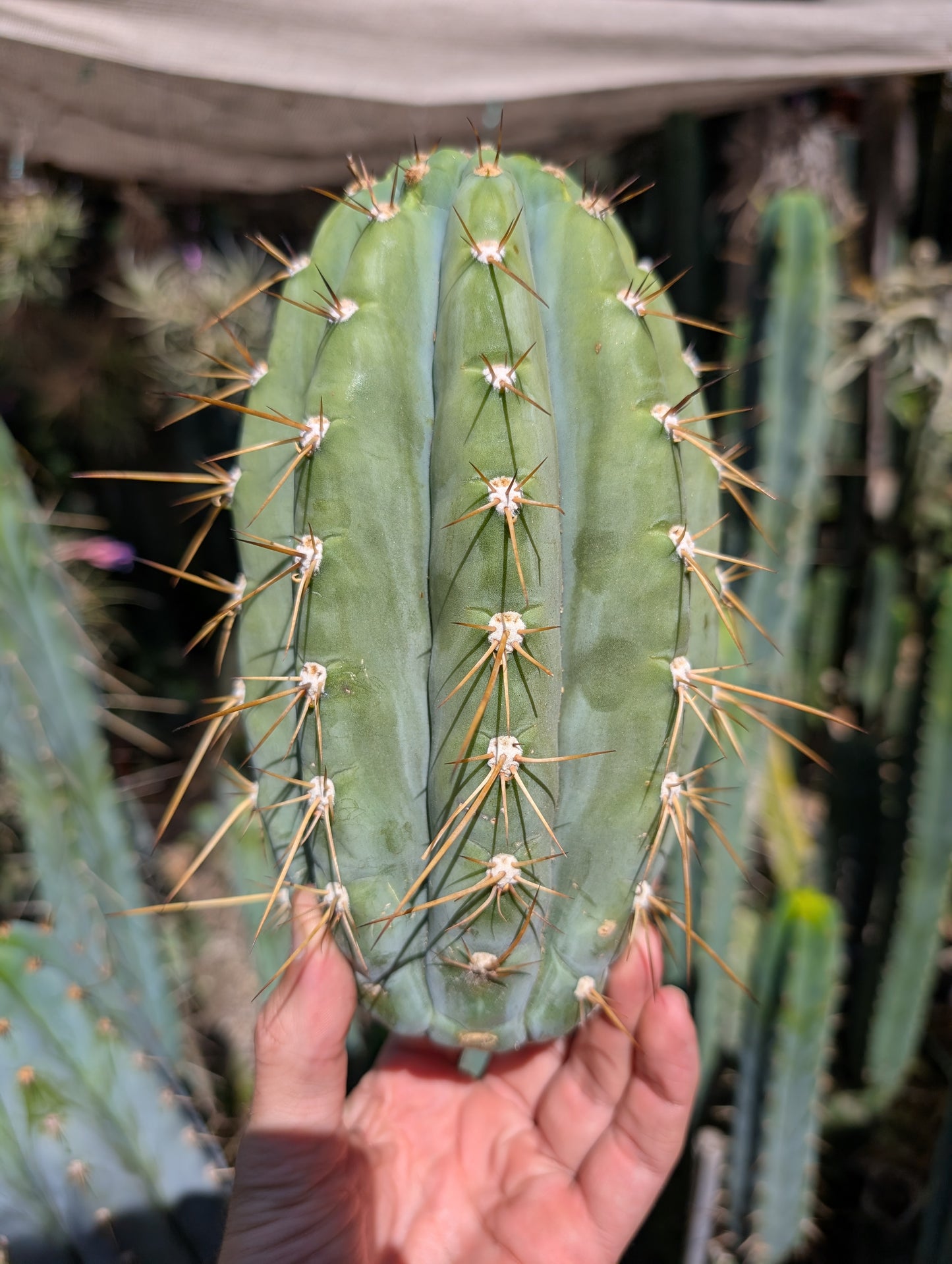 Chuck's Giant Macrogonus Clone G