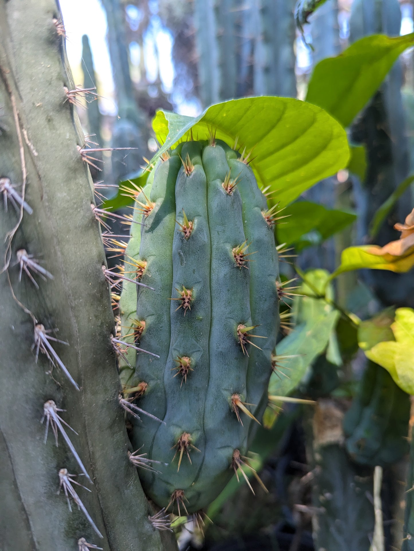 "Linda" Puquensis