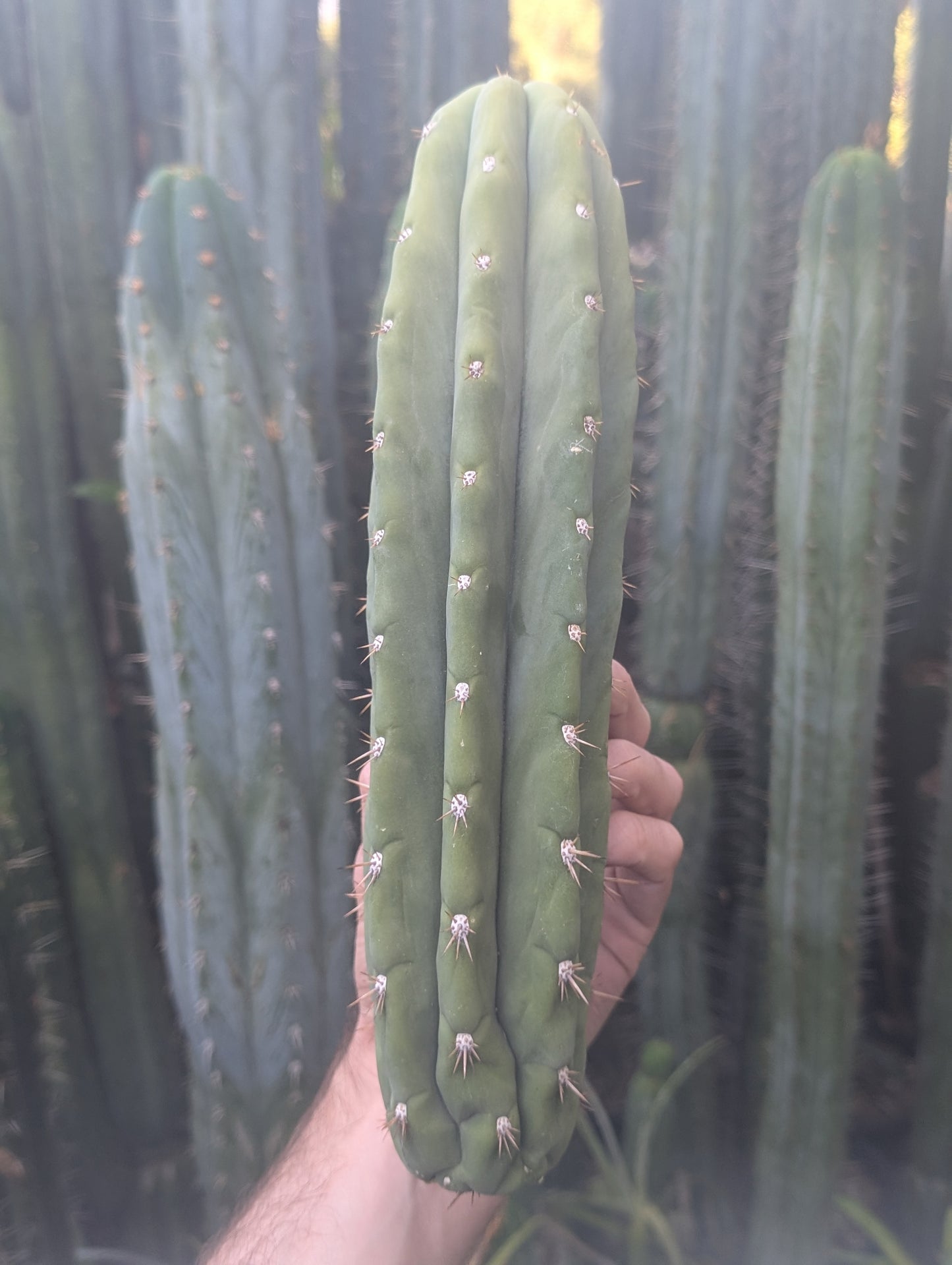 Daniella "Huanucoensis"