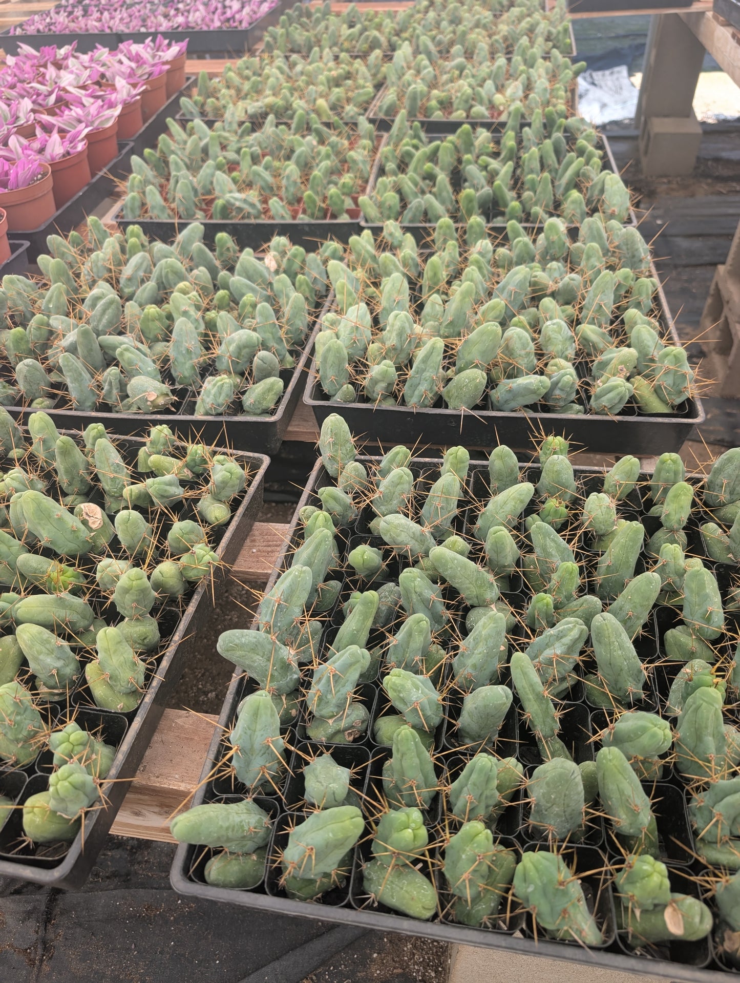 TBM - Trichocereus Bridgesii Monstrosa