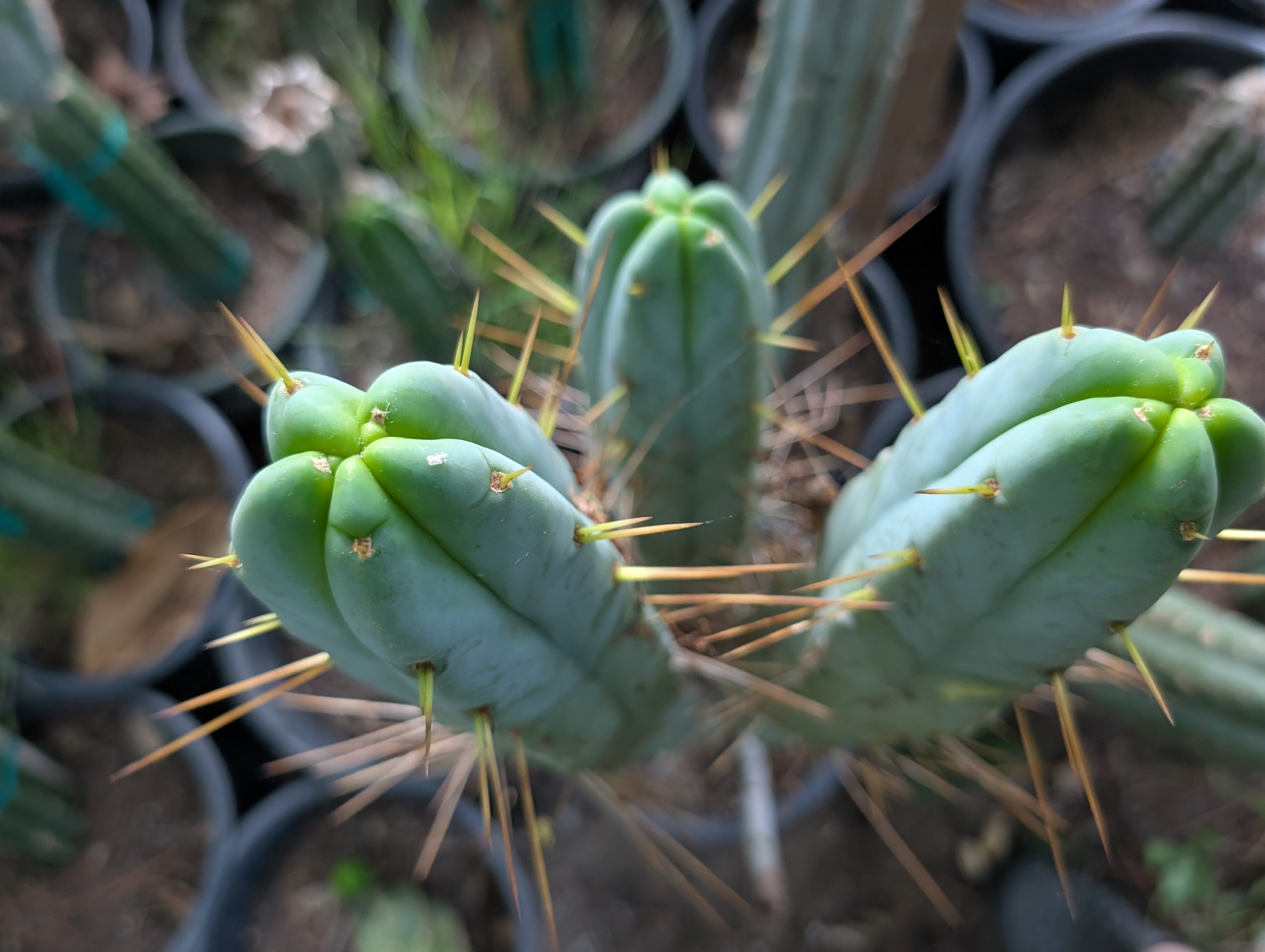 cactus kate san pedro Kaktus Kate Bridgesii – Third Eye Forest
