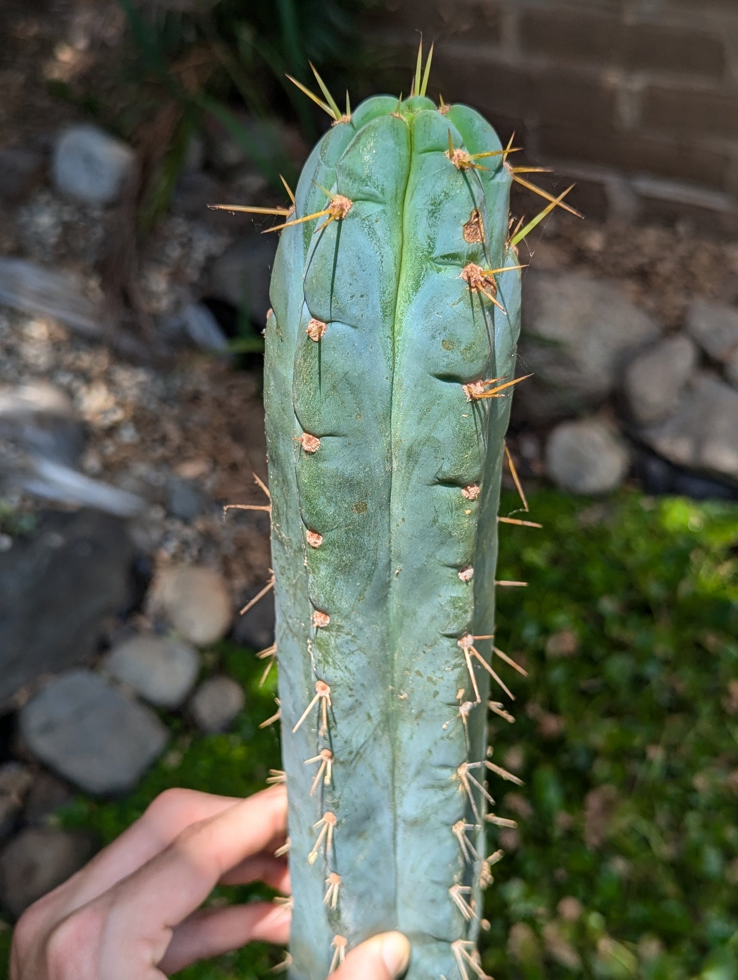 BBG #65.0729 "Ressler's Amazonas"