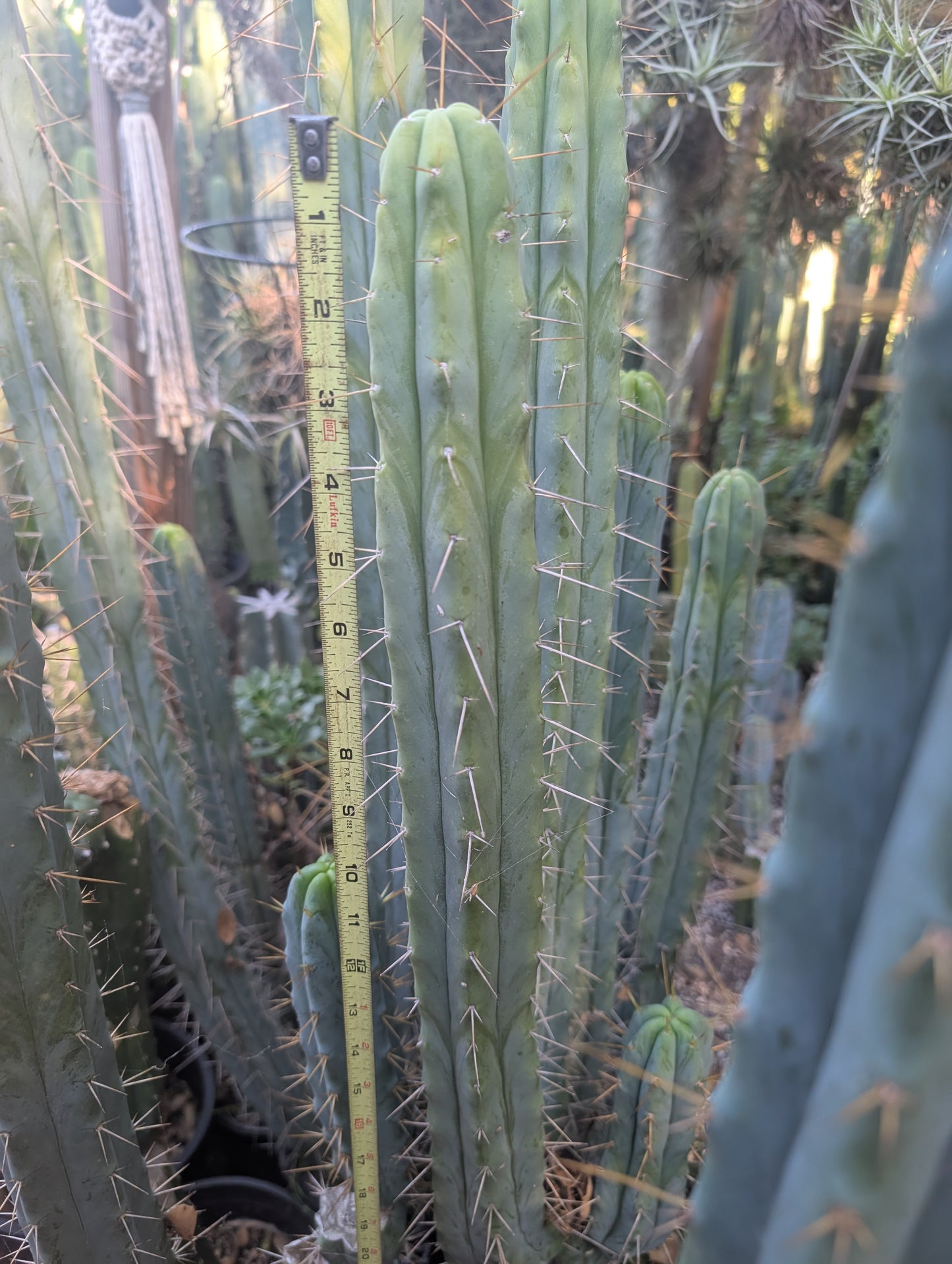 OTB Bridgesii