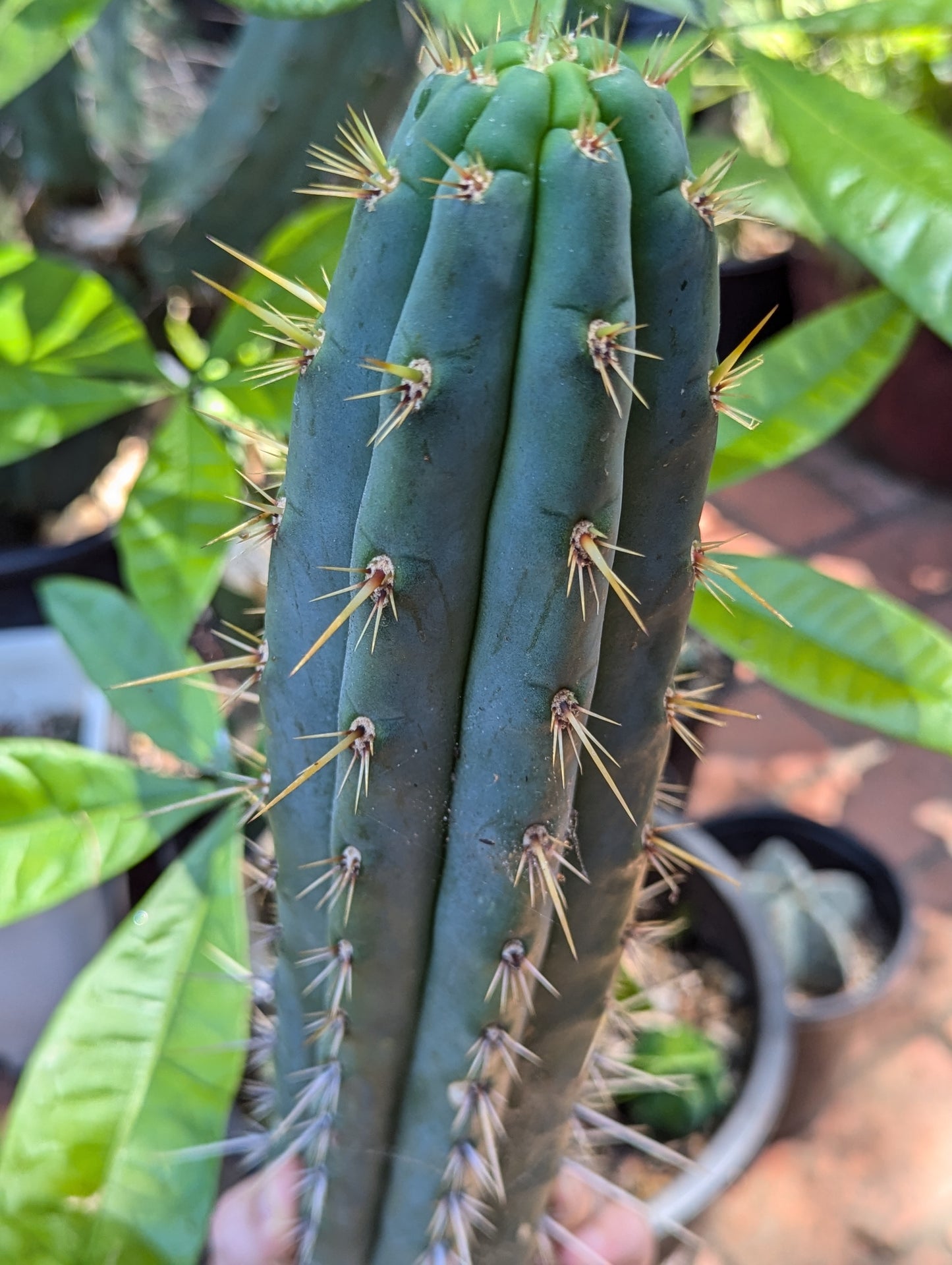 "Linda" Puquensis