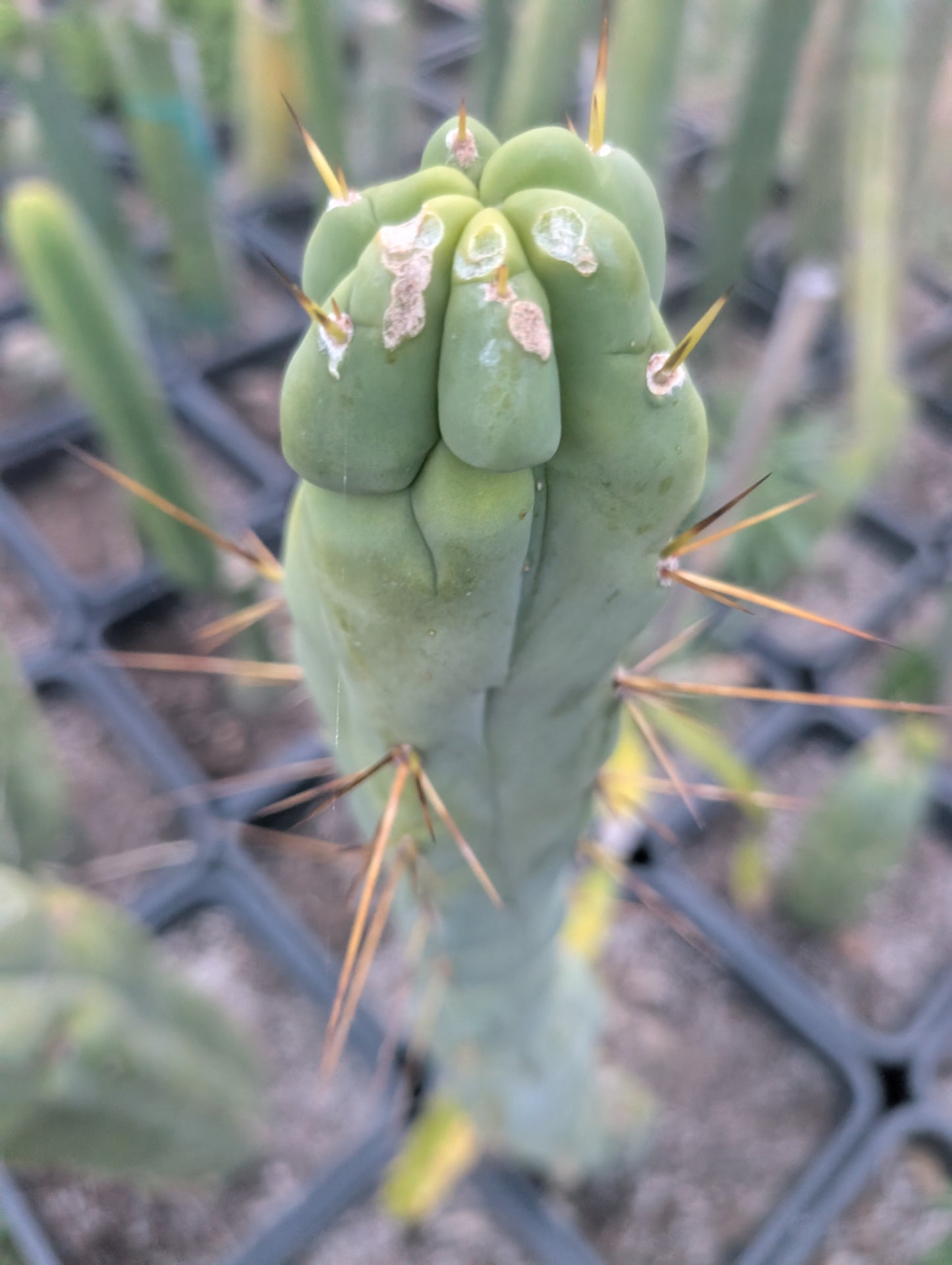 Sam02 AUS Bridgesii