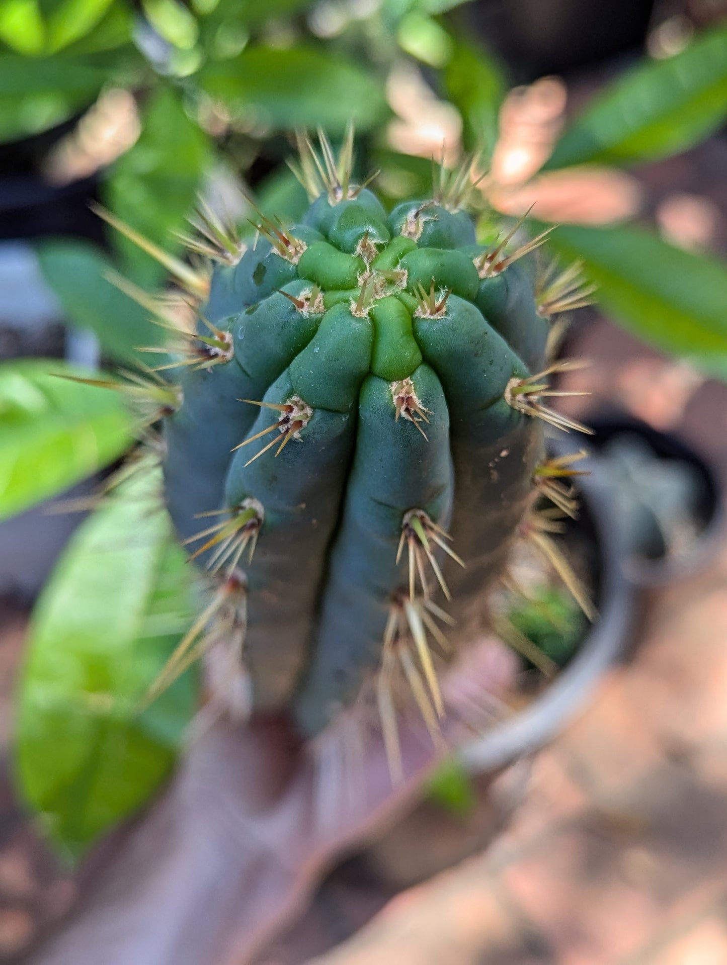 "Linda" Puquensis