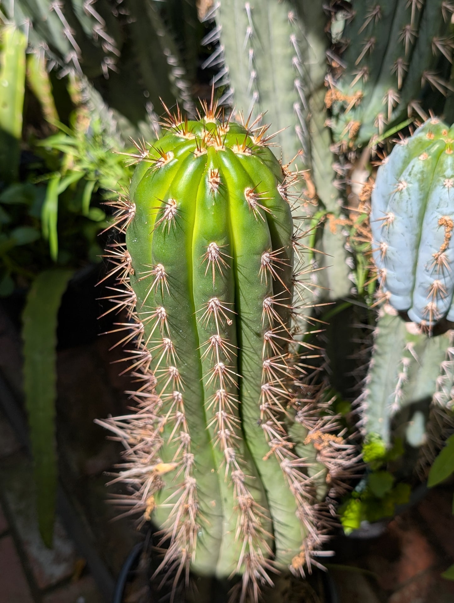 Serra Gardens Taqaquirensis