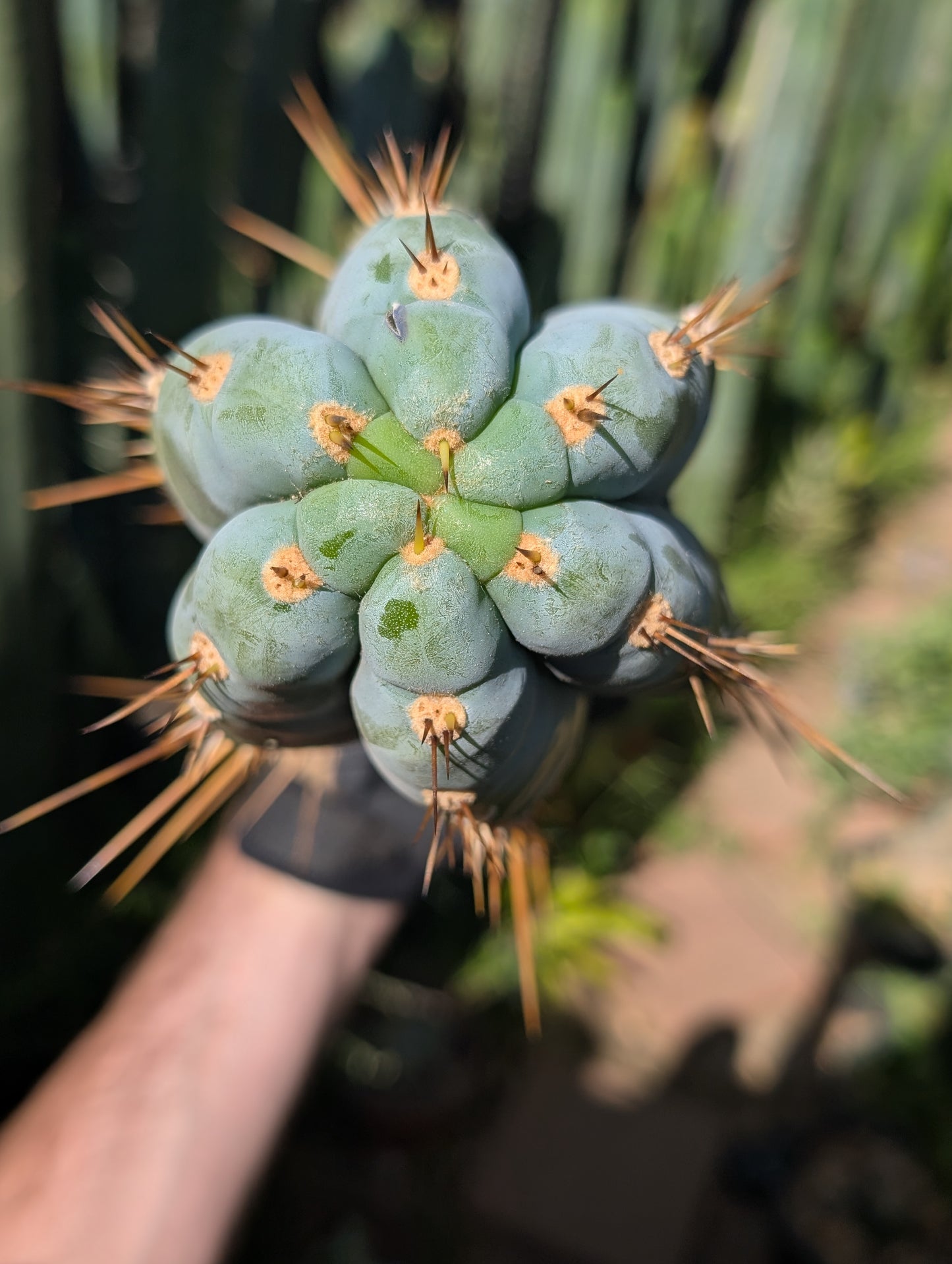 Icaro DNA