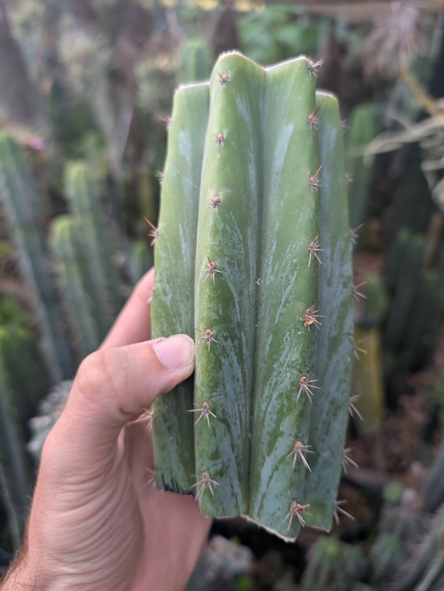 Balboa Short Spine Peru