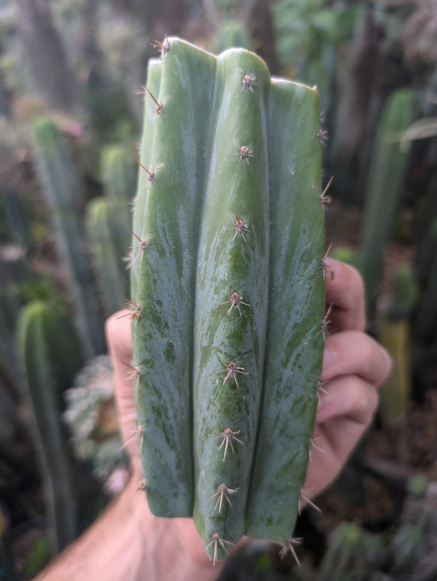 Balboa Short Spine Peru