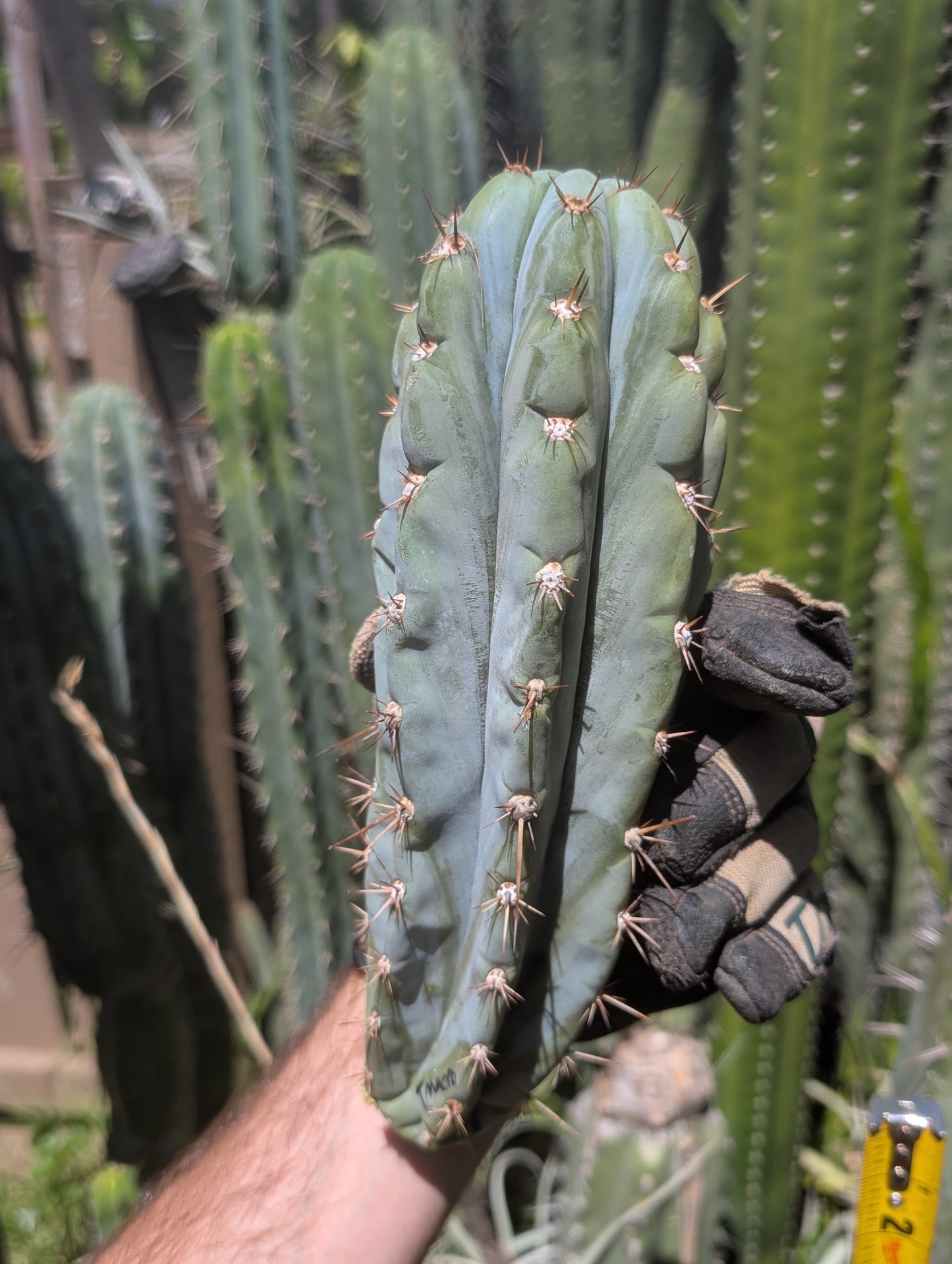 Tripsis Macrogonus