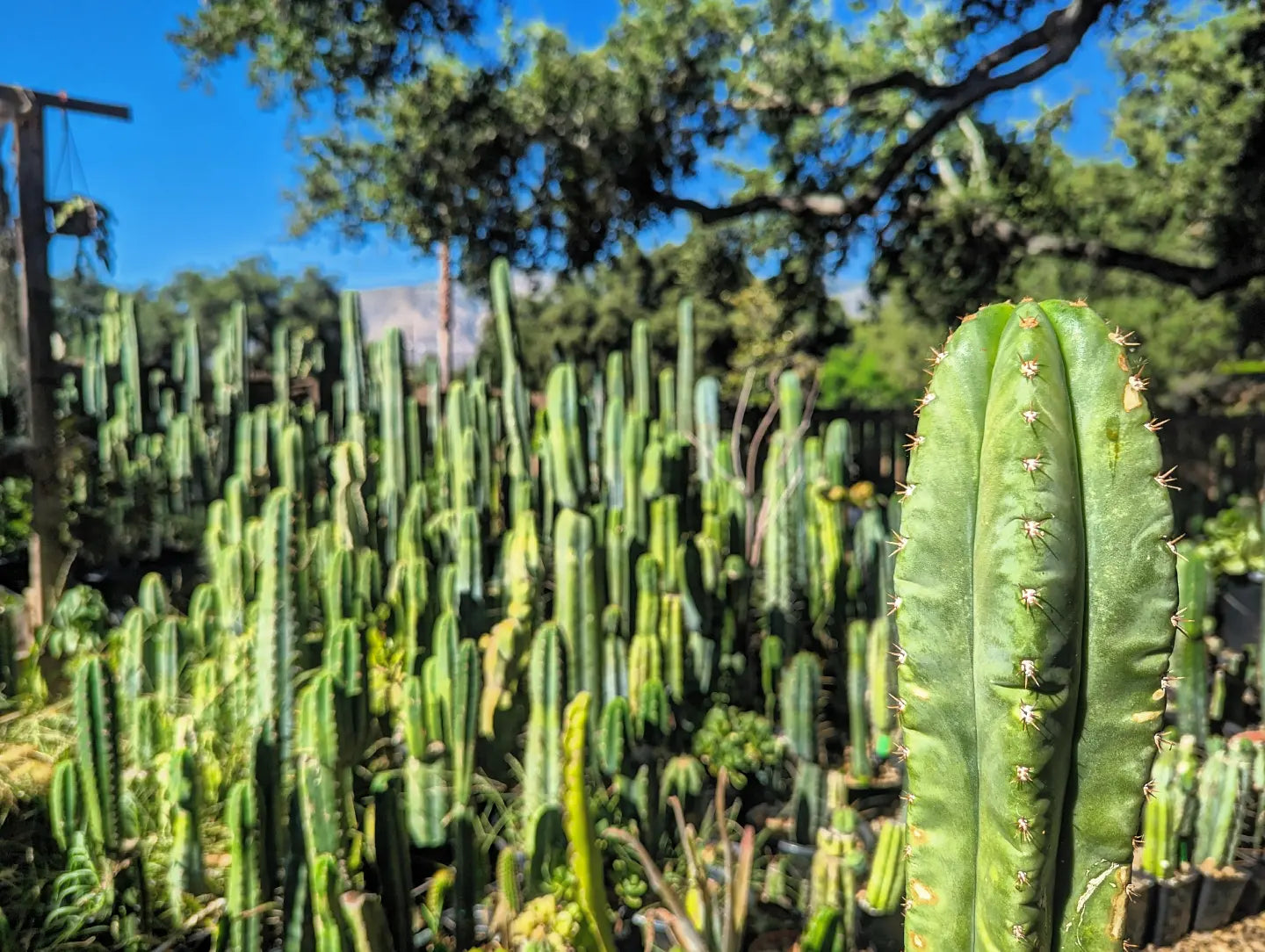Cactus Variety Boxes – Third Eye Forest