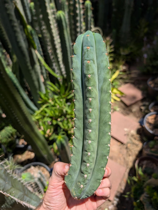 Pachanoi Rod