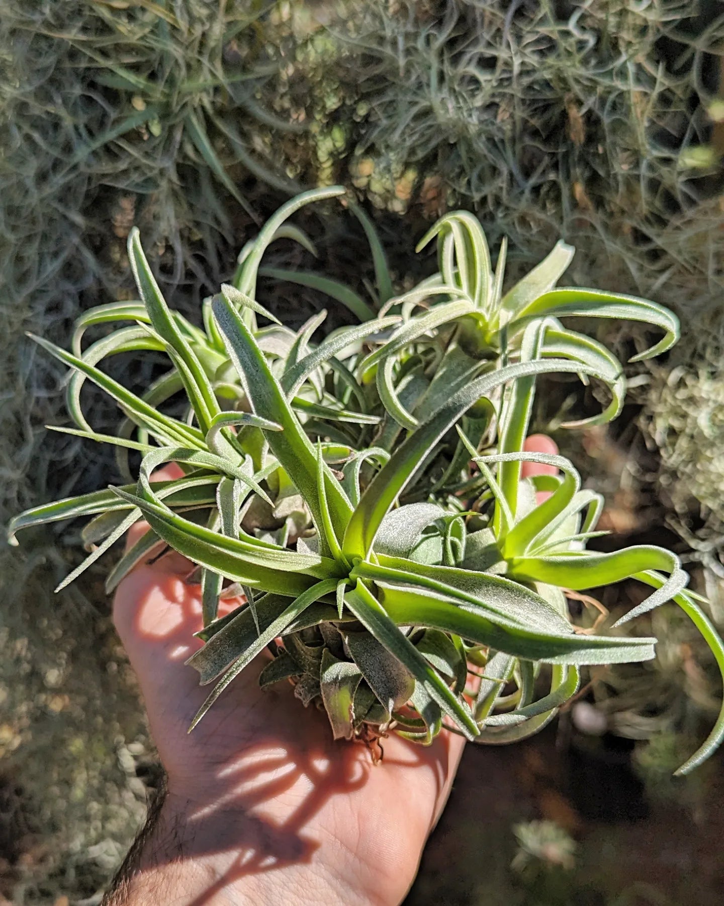 Tillandsia Streptophylla