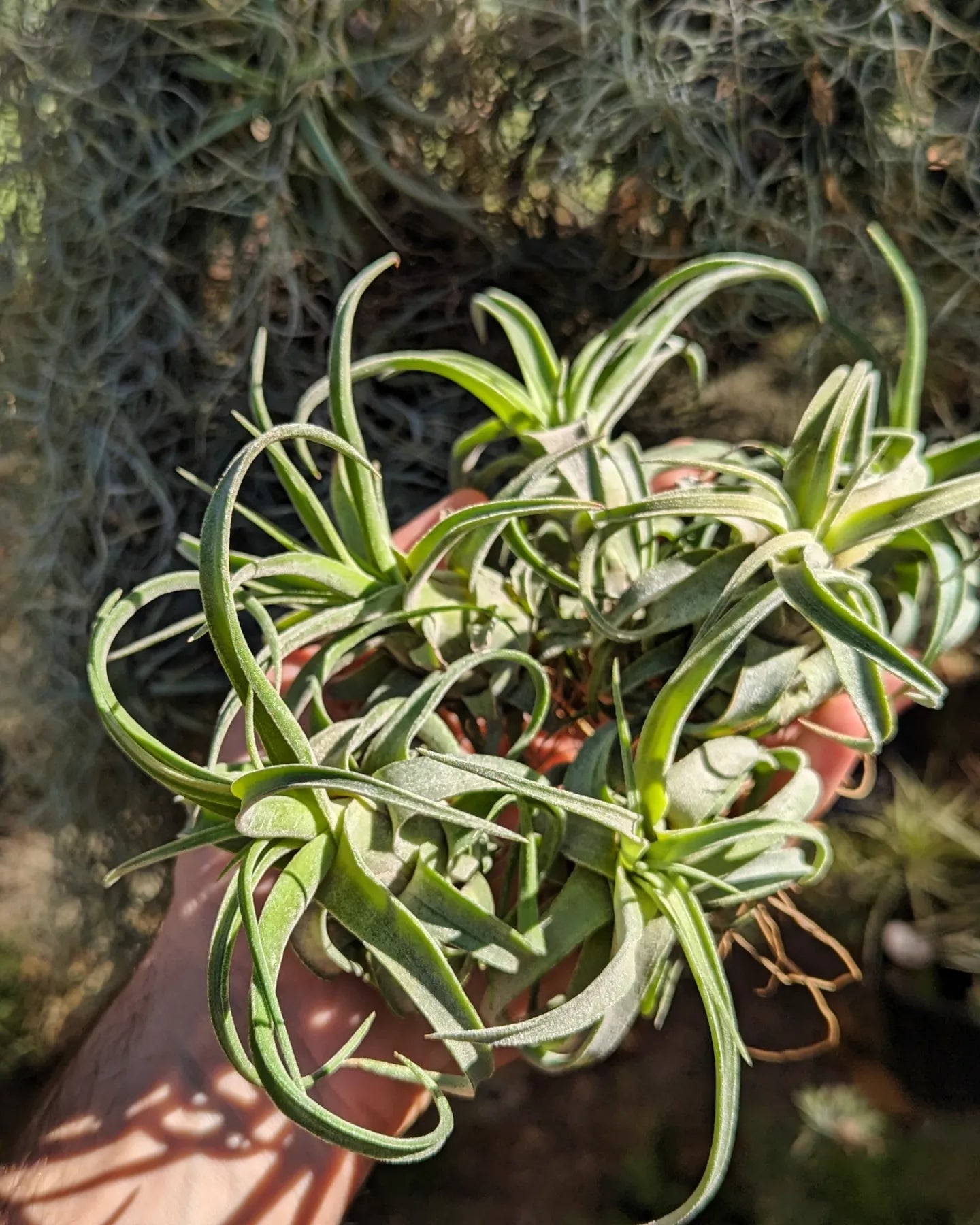 Tillandsia Streptophylla