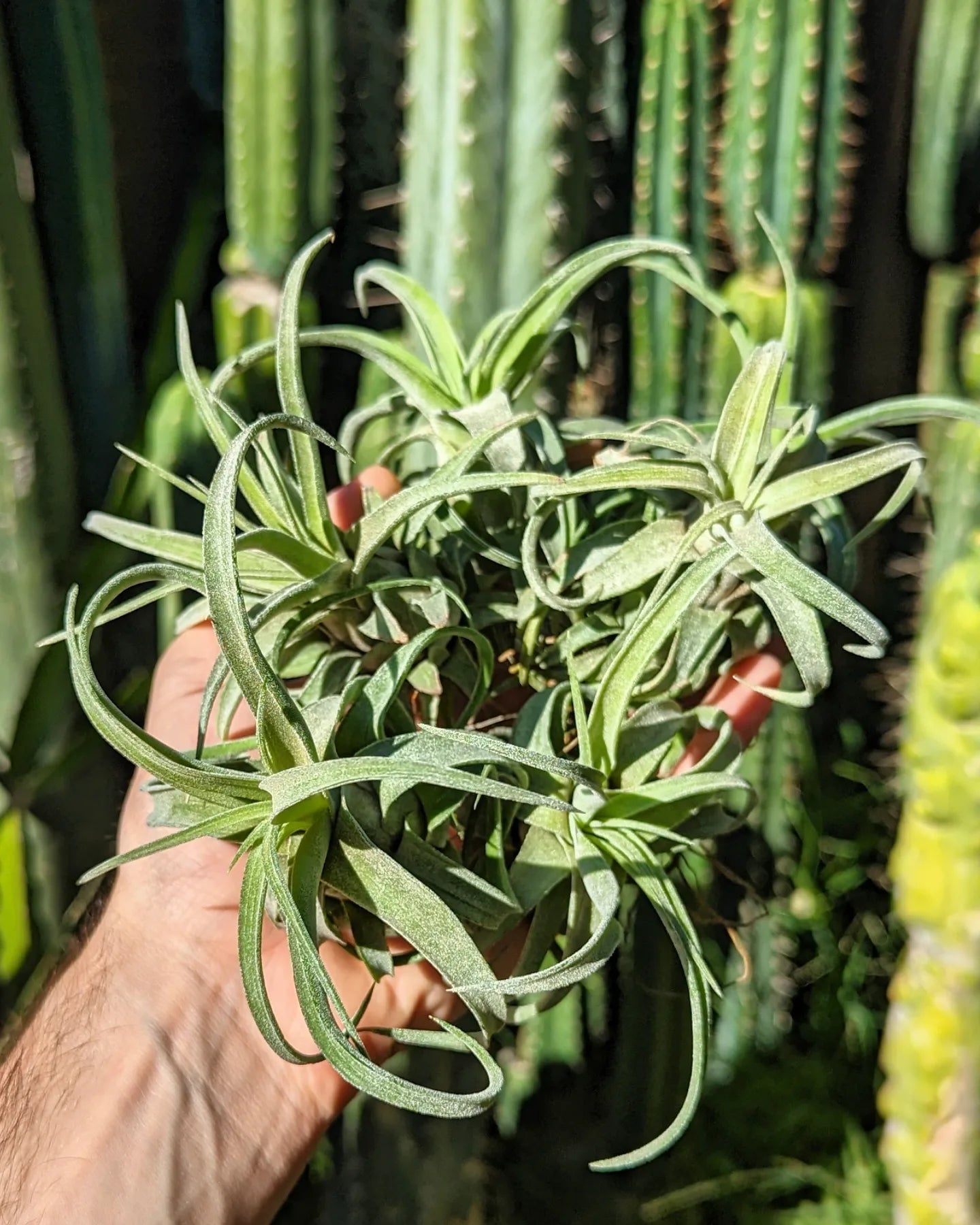 Tillandsia Streptophylla